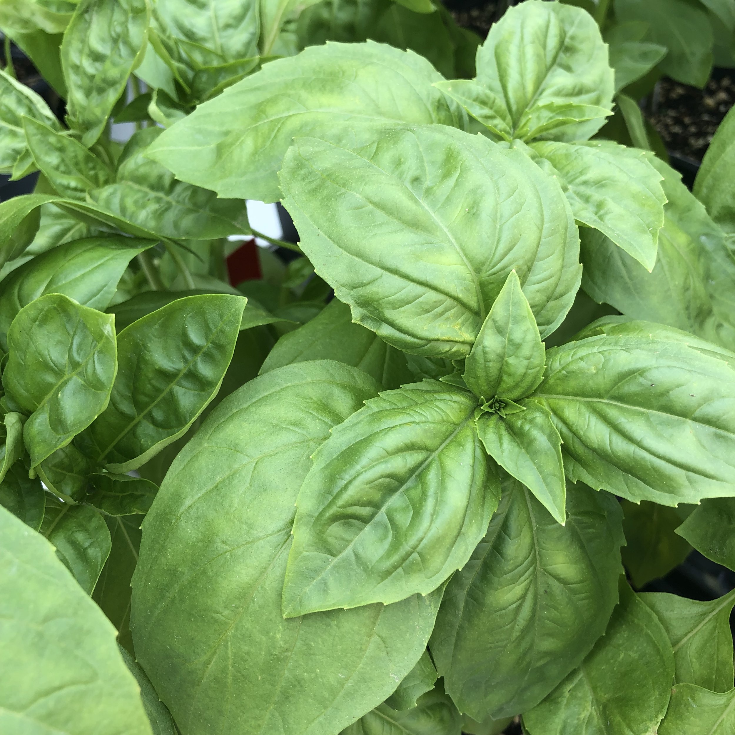 Basil ~ Genovese