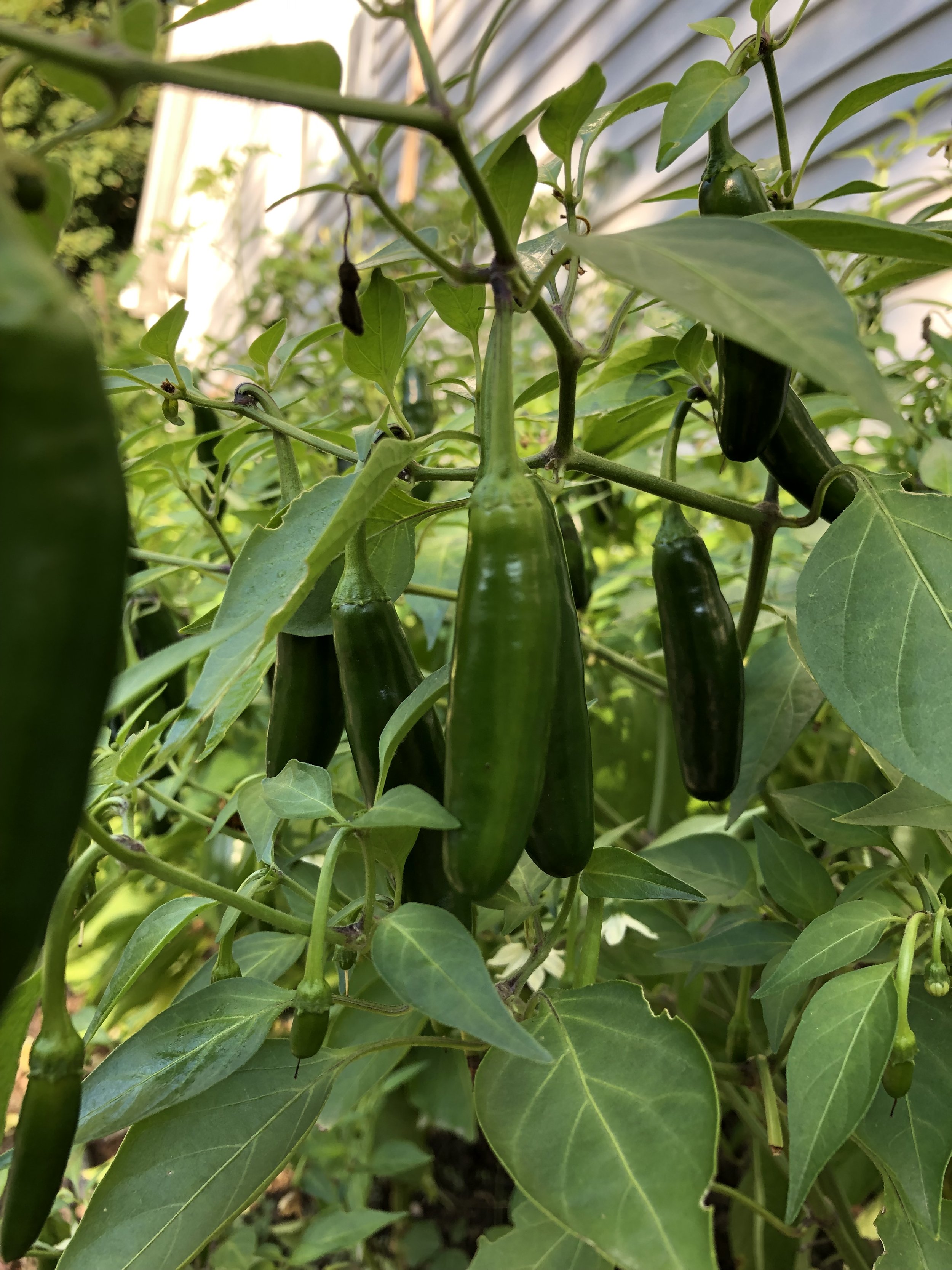 Pepper ~ Jalapeño