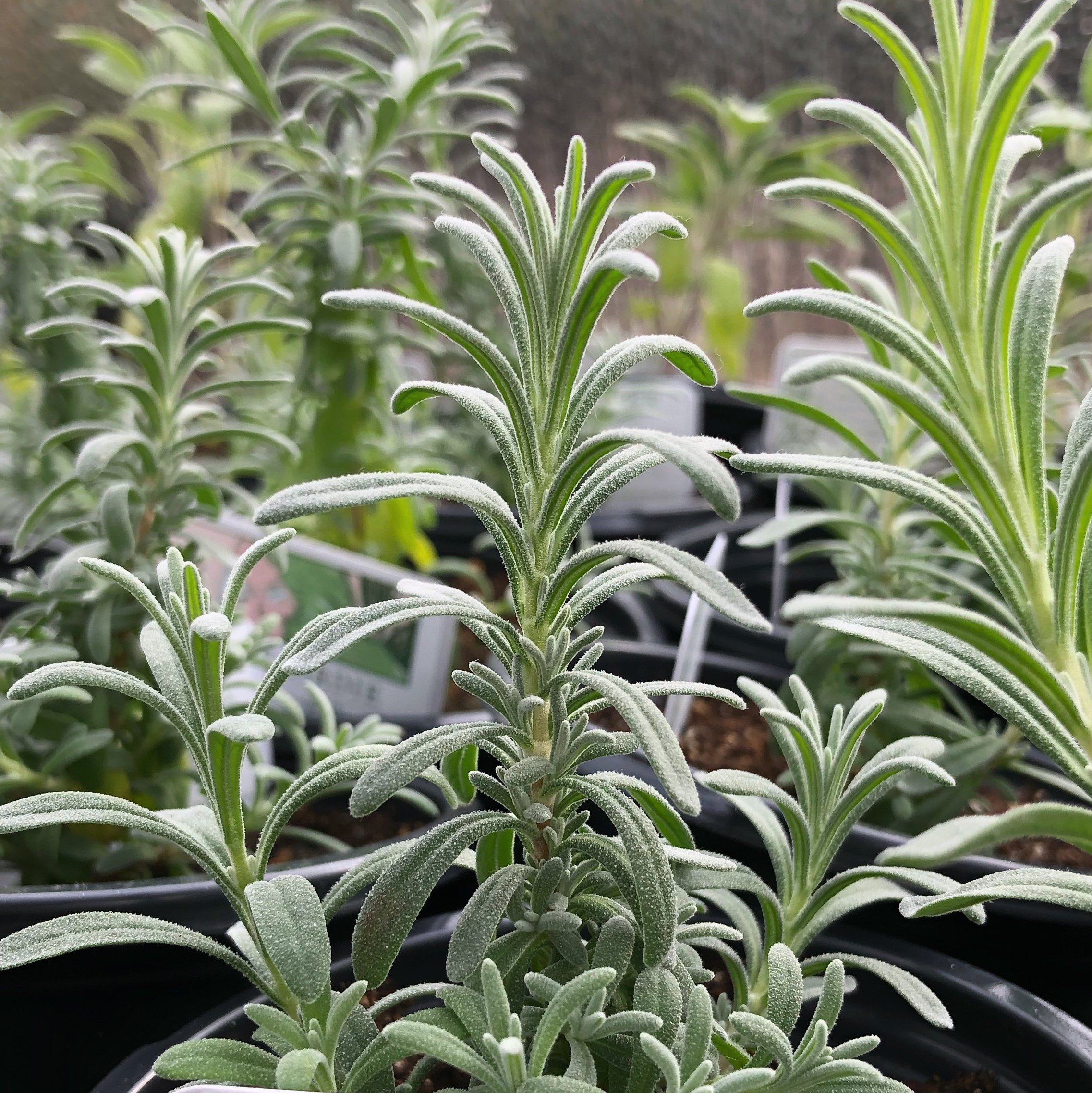 Rosemary