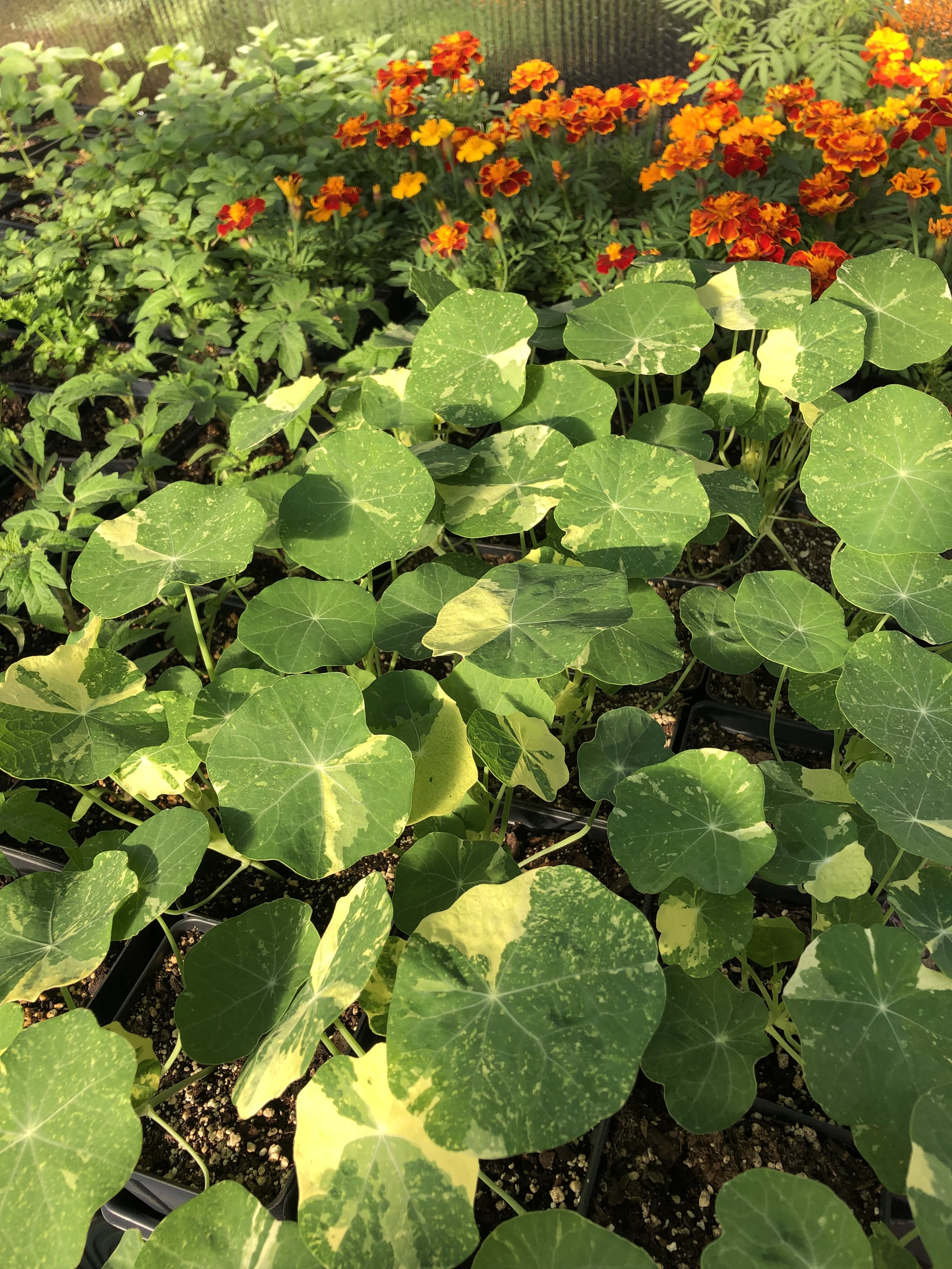 Nasturtium