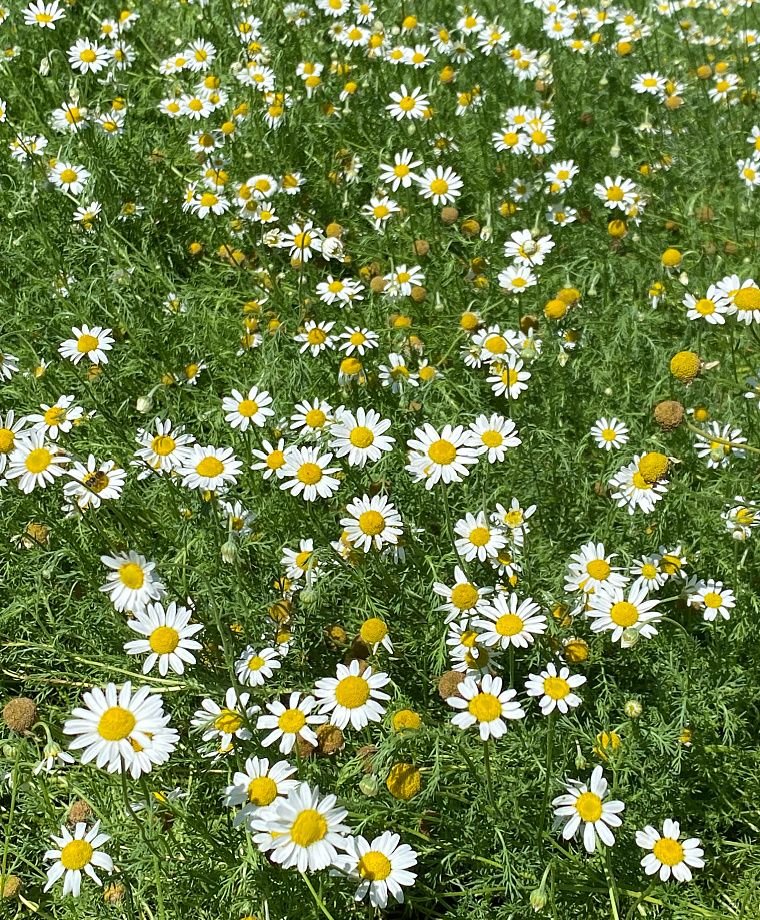 Chamomile ~ German
