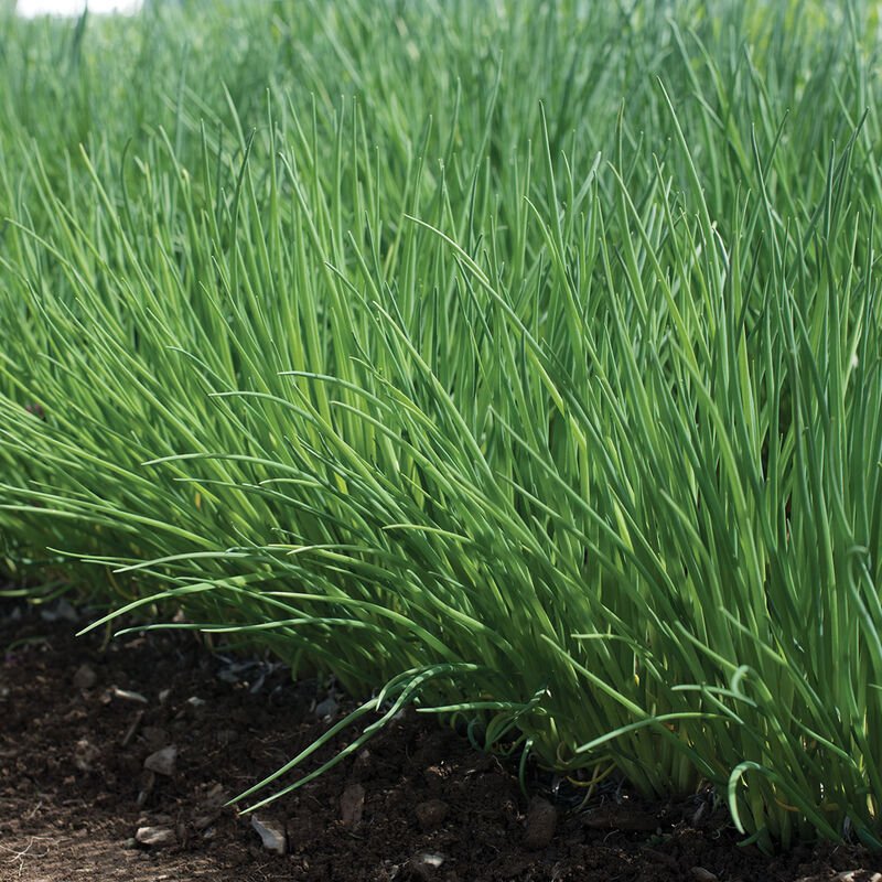 Chives