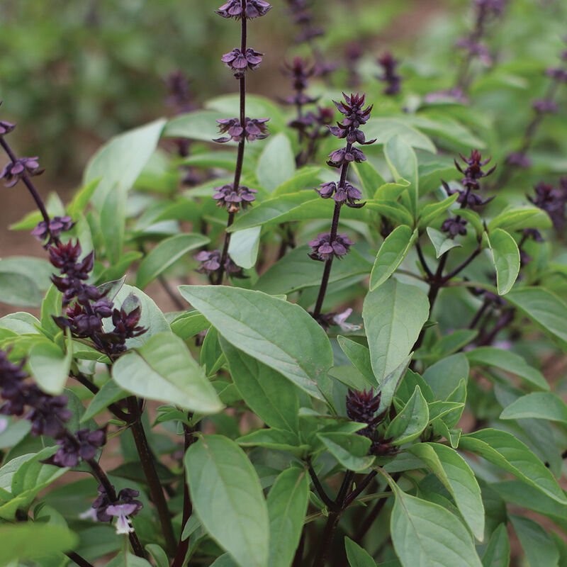 Basil ~ Thai