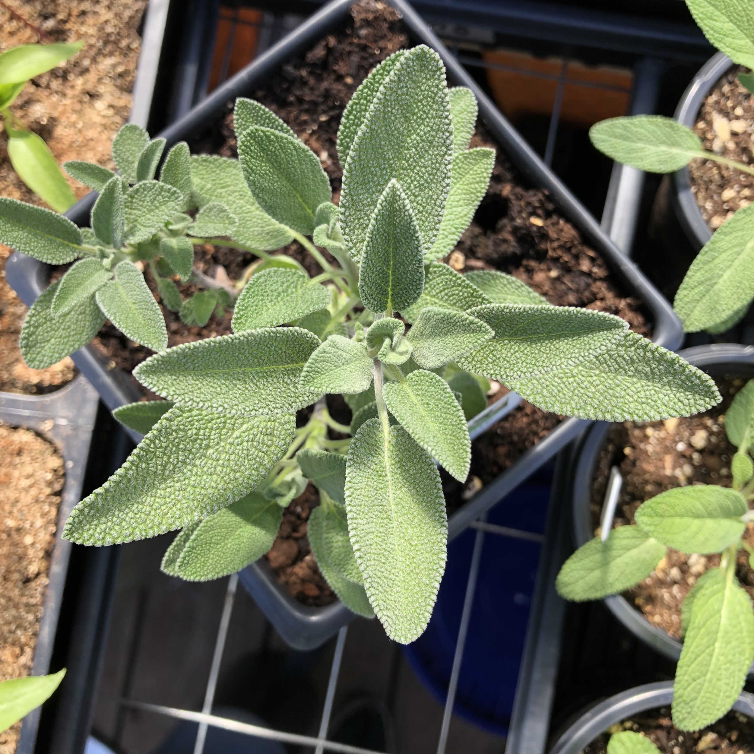 Sage