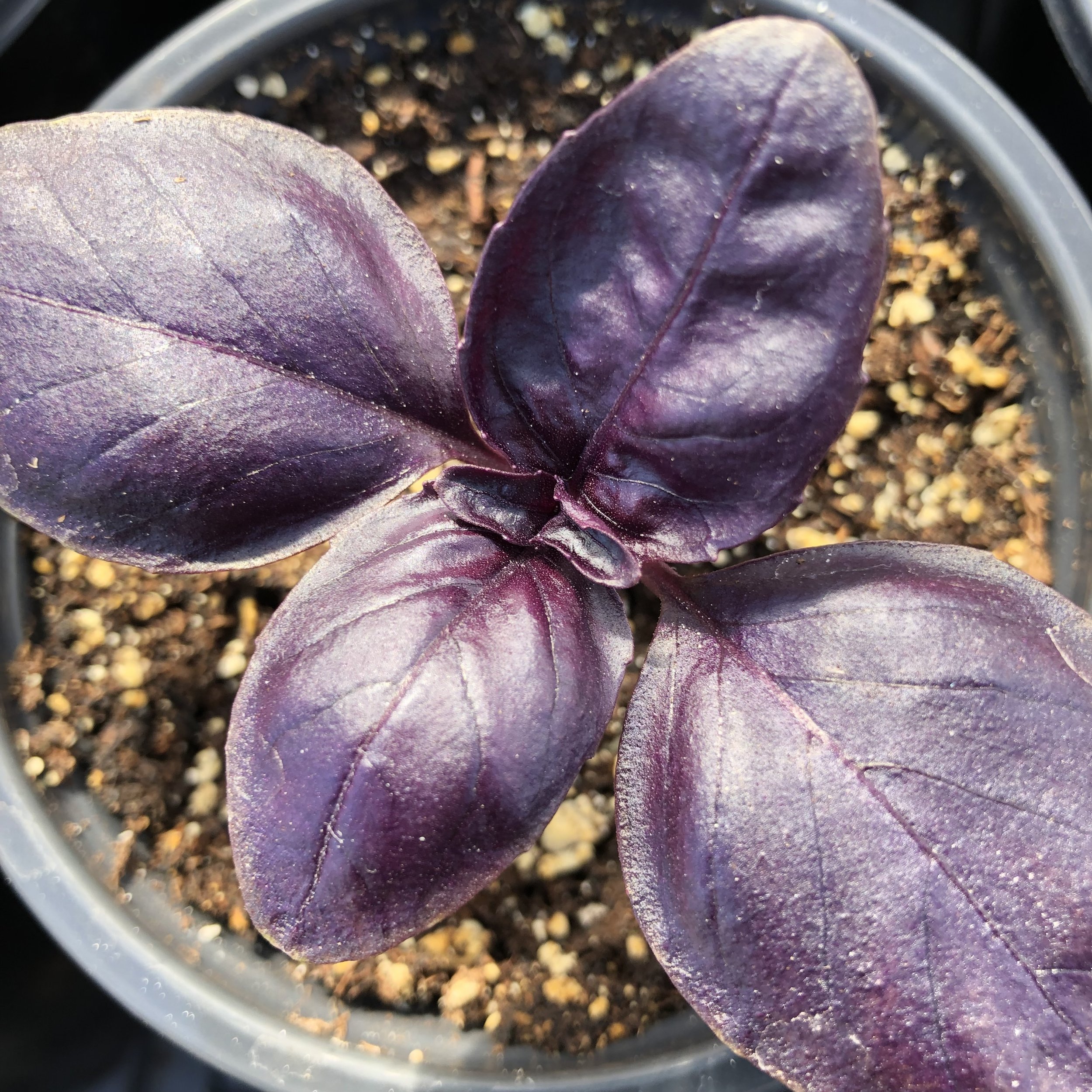 Basil ~ Red Rubin