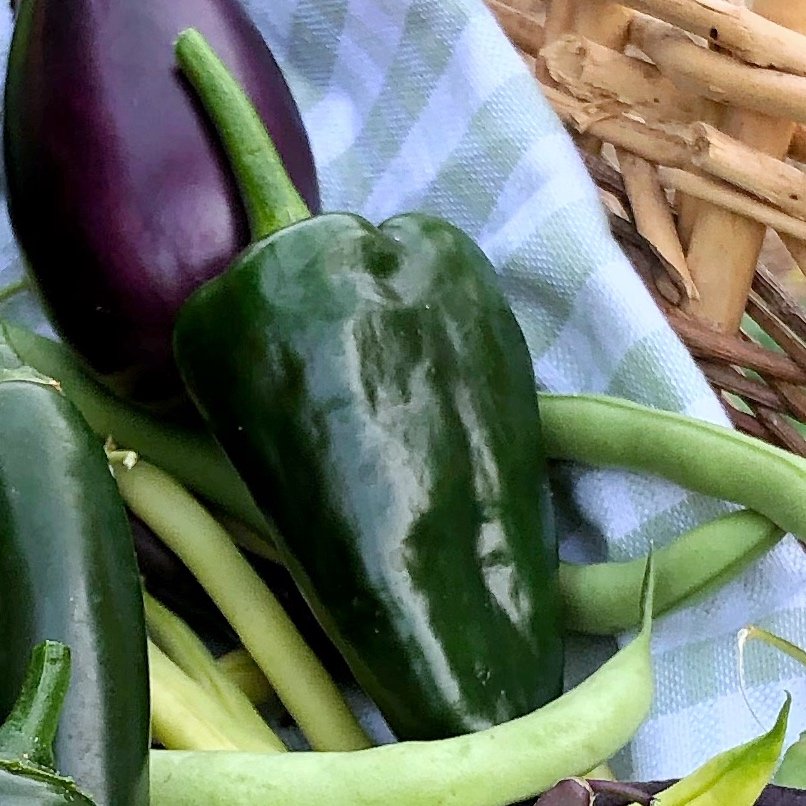 Pepper ~ Poblano