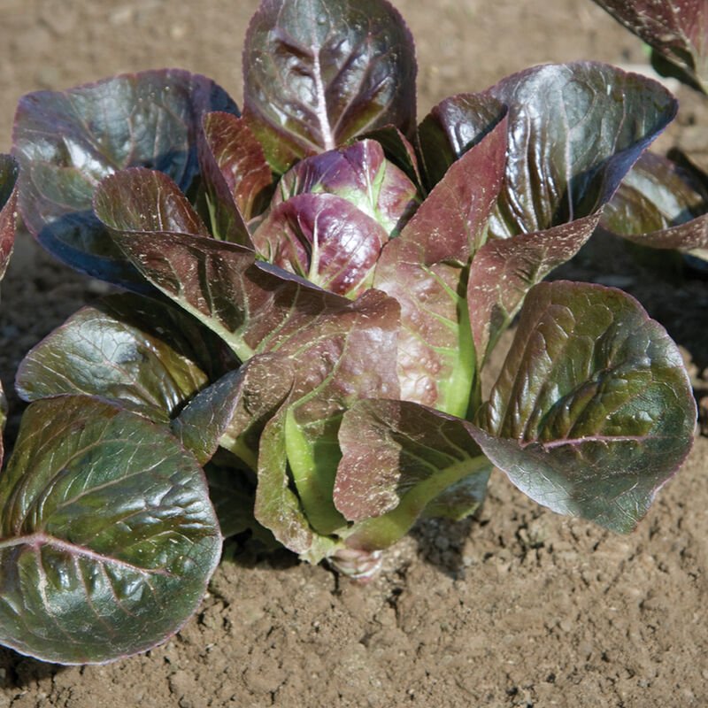 Lettuce ~ Breen