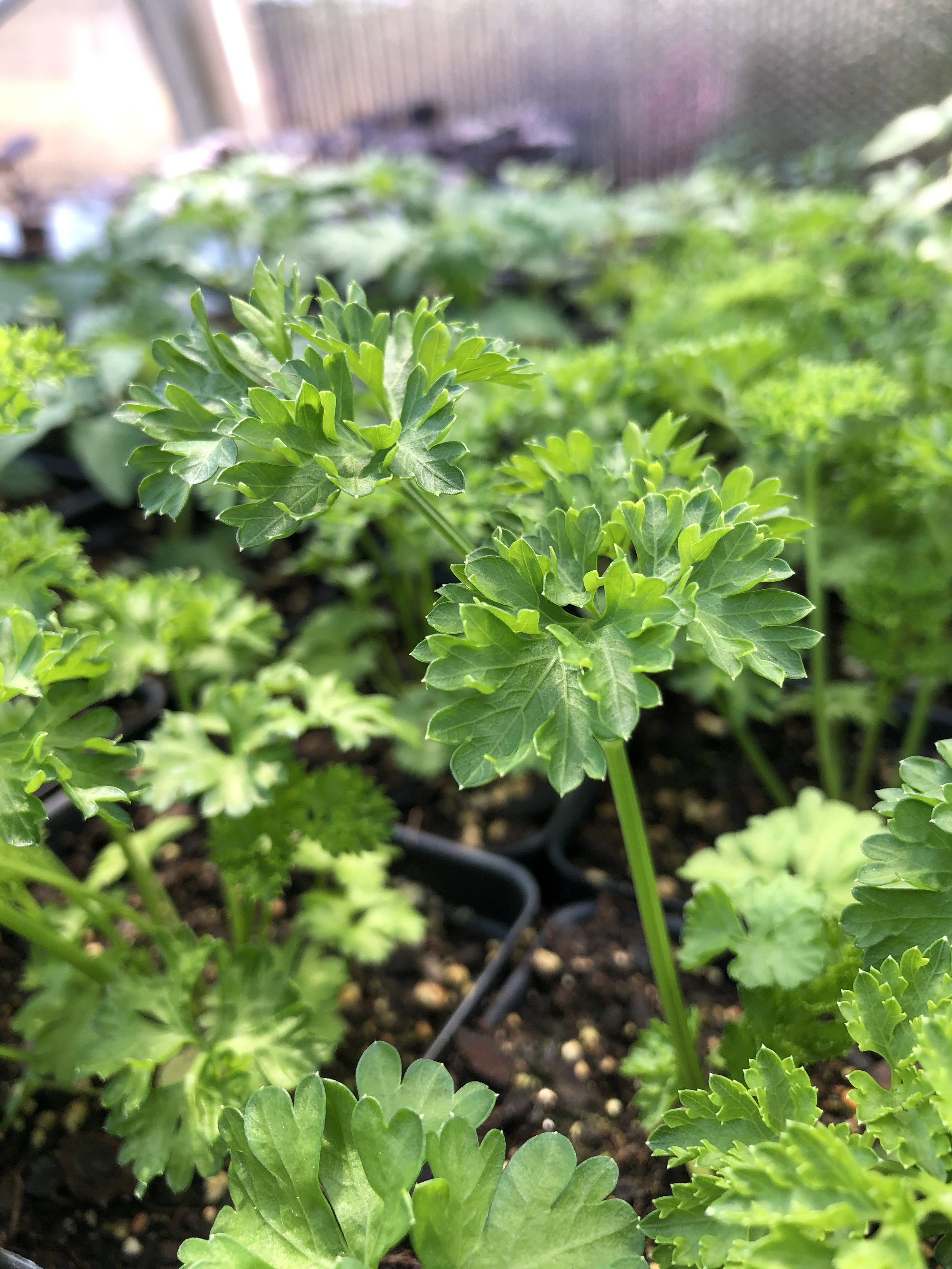 Parsley