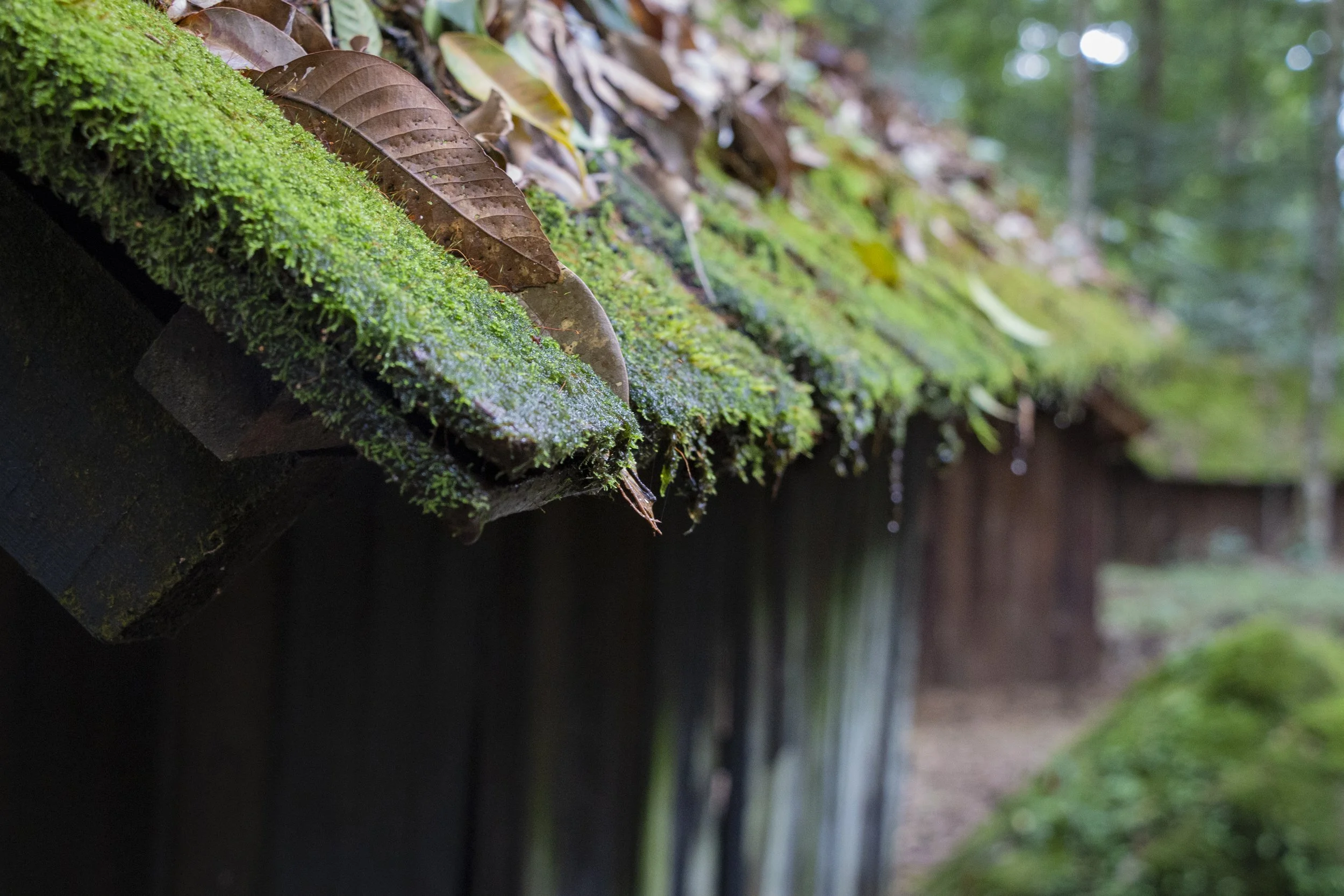 Mossy Woes: How to Keep Your Roof in Tip-Top Shape?