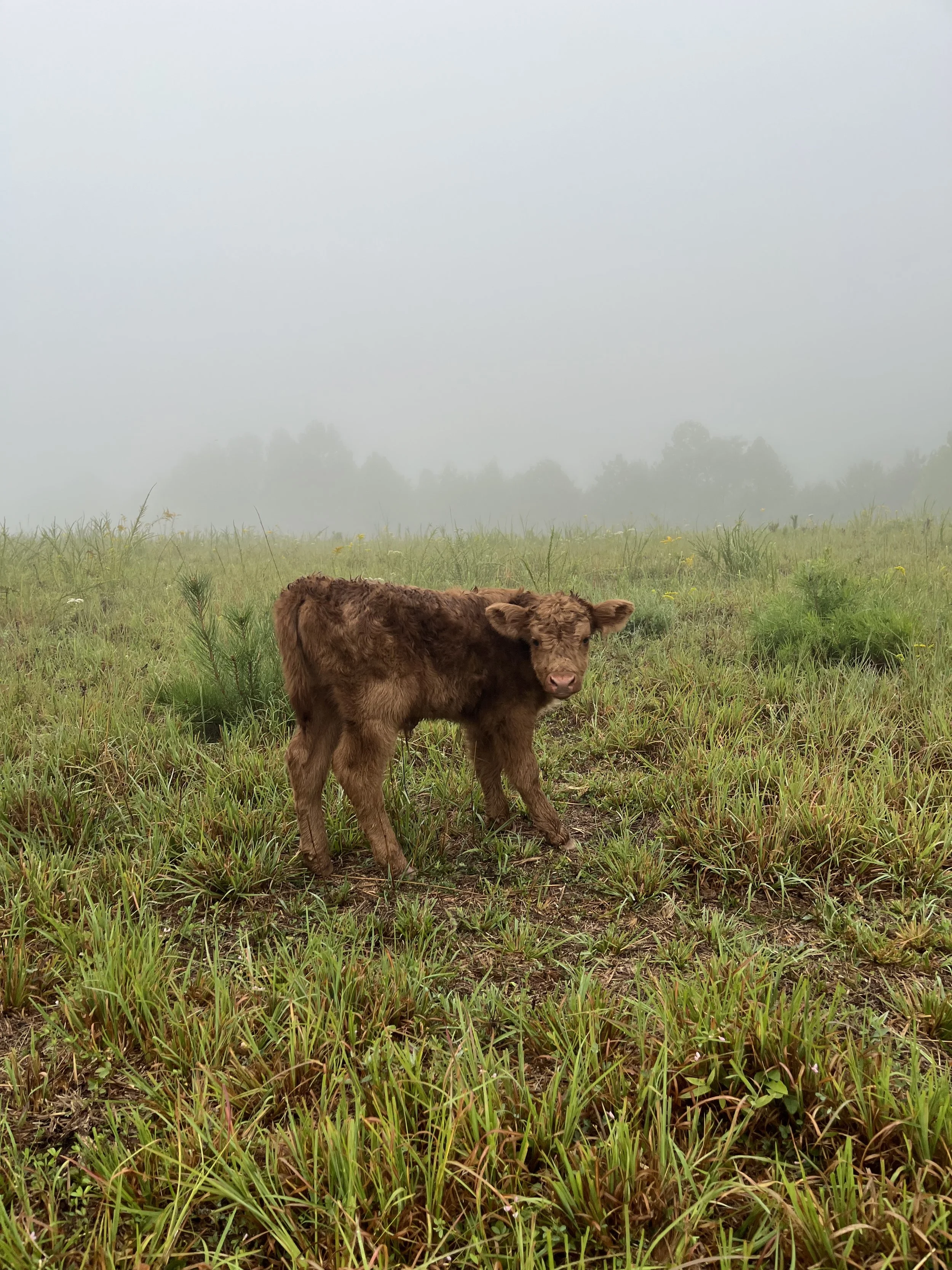 Bring the newest Highland Calf