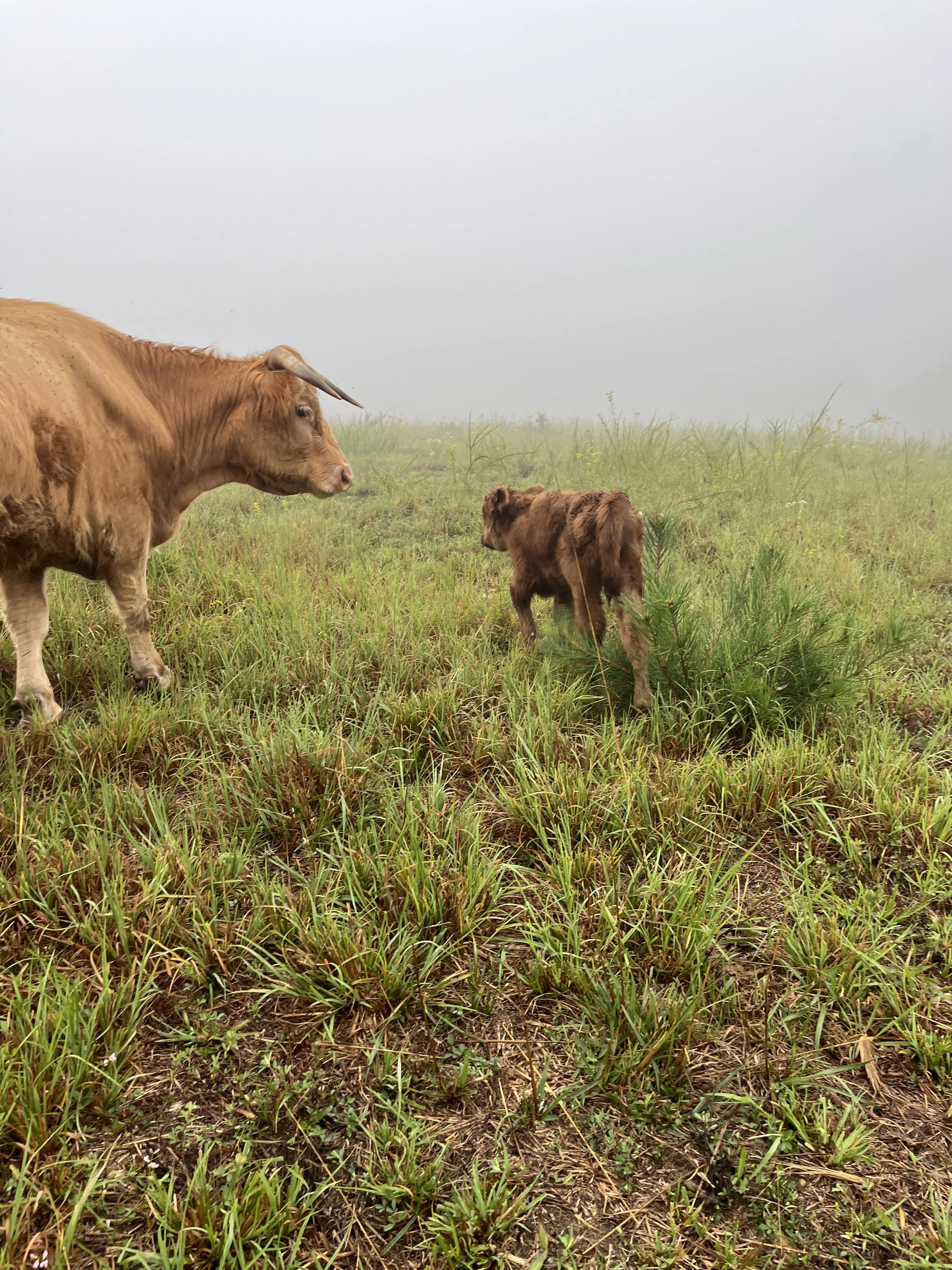 Highland calf with mother