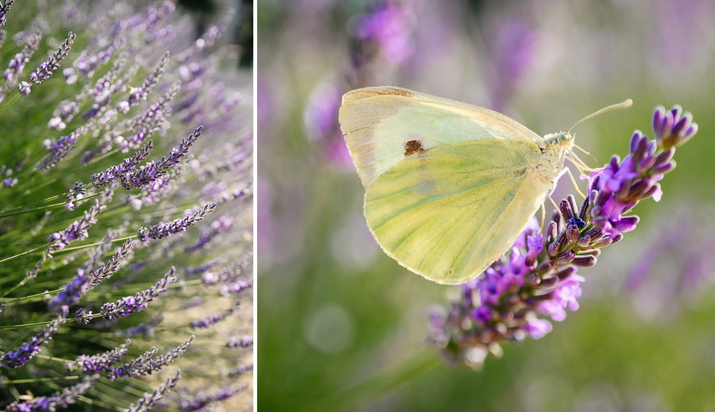 Close-up of lavender flowers on the left side and a yellow butterfly with greenish tints on the right side, sitting on a lavender flower