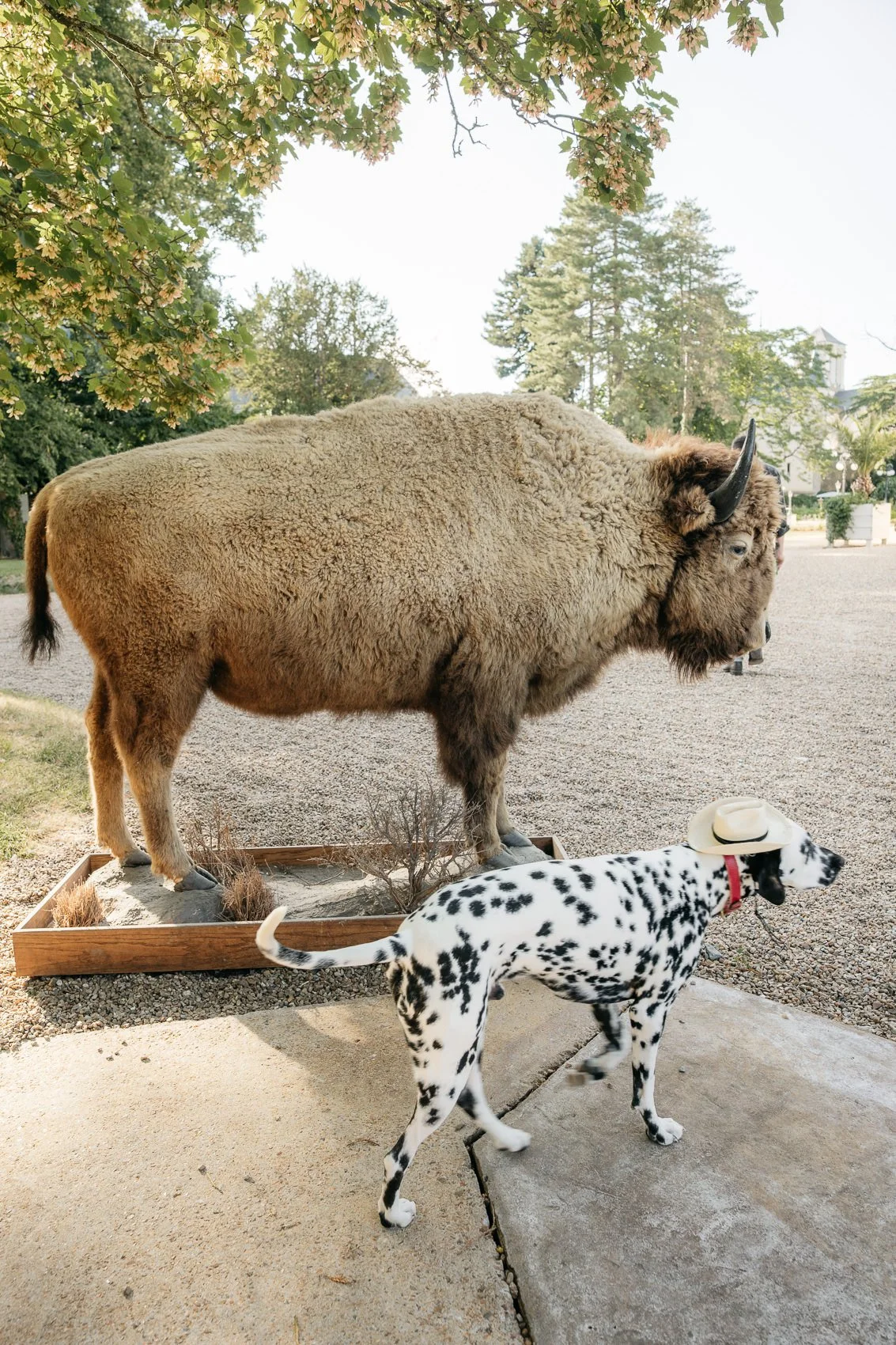 A bison standing on a platform with shadows, a Dalmatian dog wearing a hat walking nearby, green trees, and clear sky in the background.