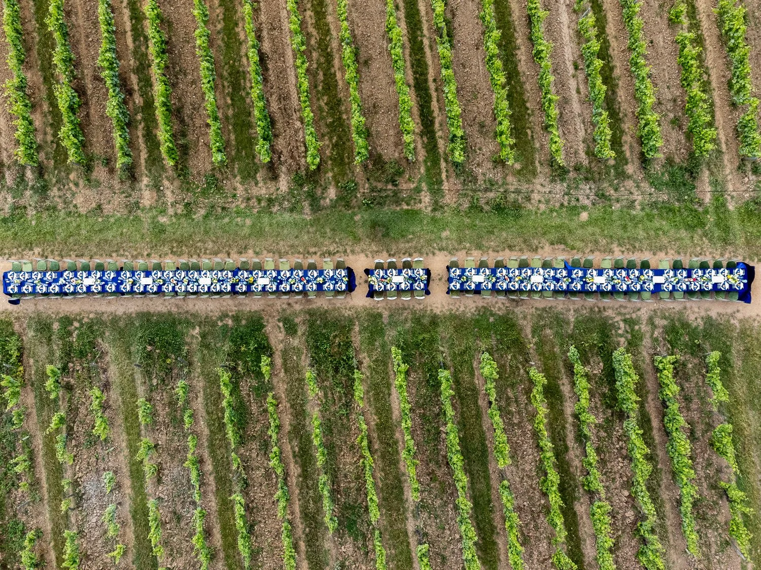 An aerial view of a vineyard with rows of grapevines and a dirt path running through the middle. Along the path, there are blue and white decorated tables with chairs, set up for an outdoor event or gathering.