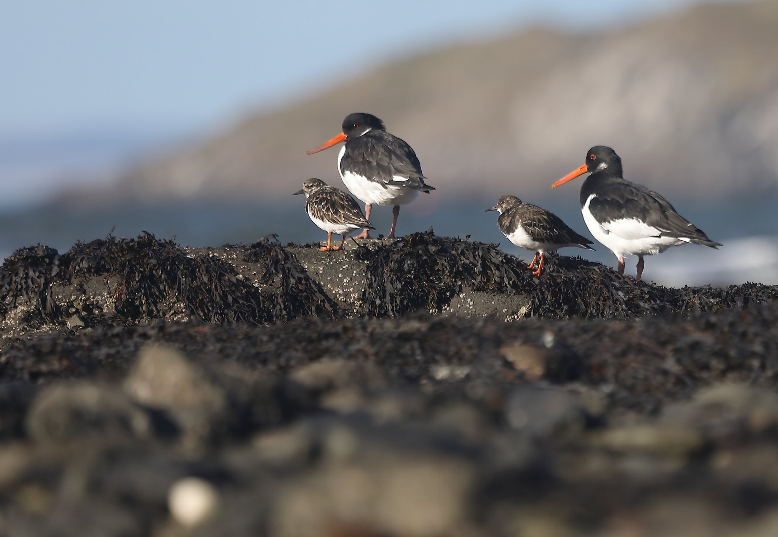 Oystercatcher and Turnstone by Christopher Cachia-Zammit.JPG