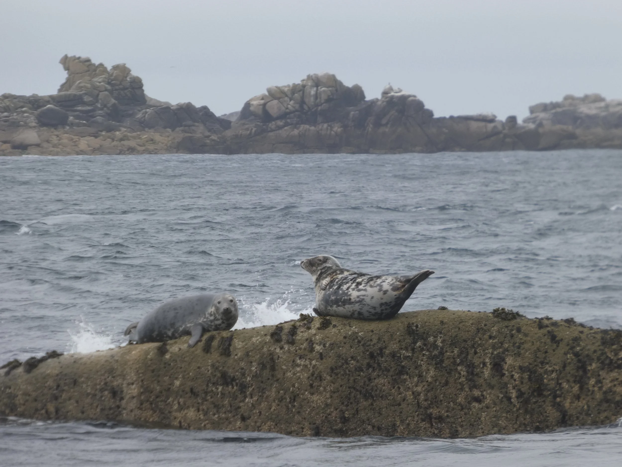 Seals on rocks Chloe J.jpeg