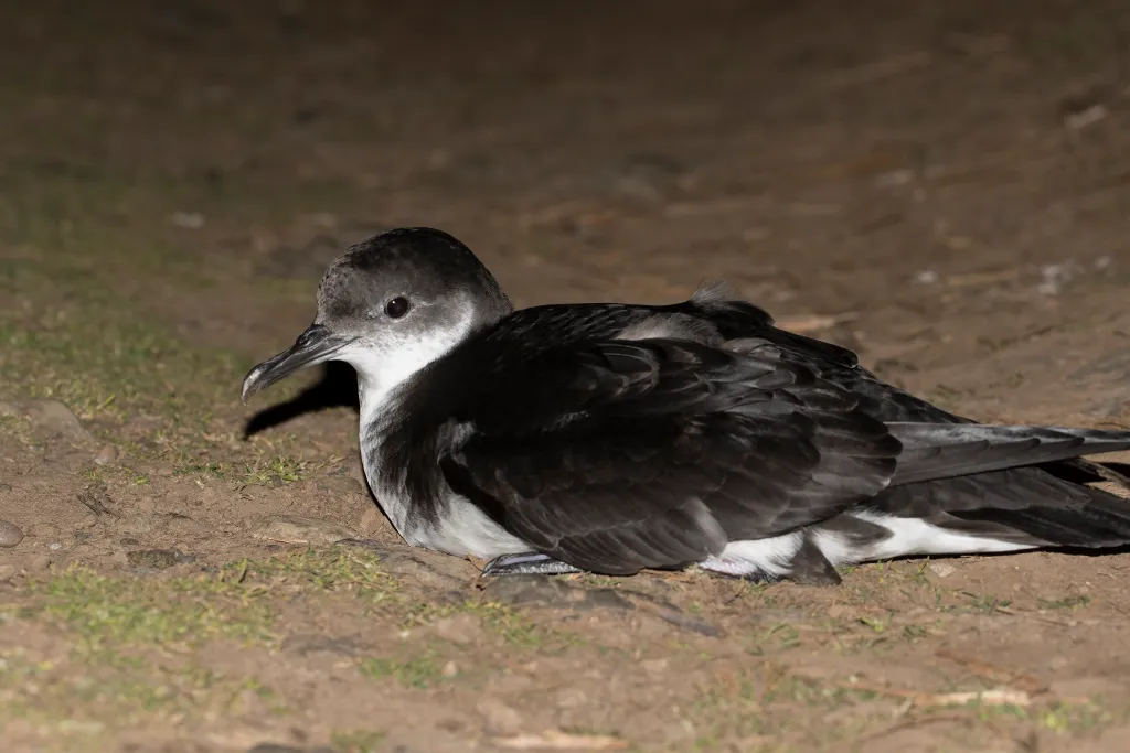 St Agnes and Gugh Seabird Recovery Project