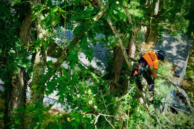Tree trimming worker in orange safety vest climbing a tree with pruning tools.