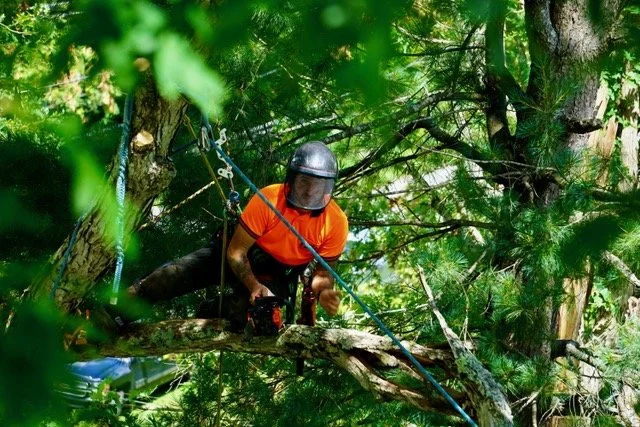 A man wearing a helmet and orange shirt on a tree limb in a dense green forest, possibly engaged in tree trimming or rescue work.