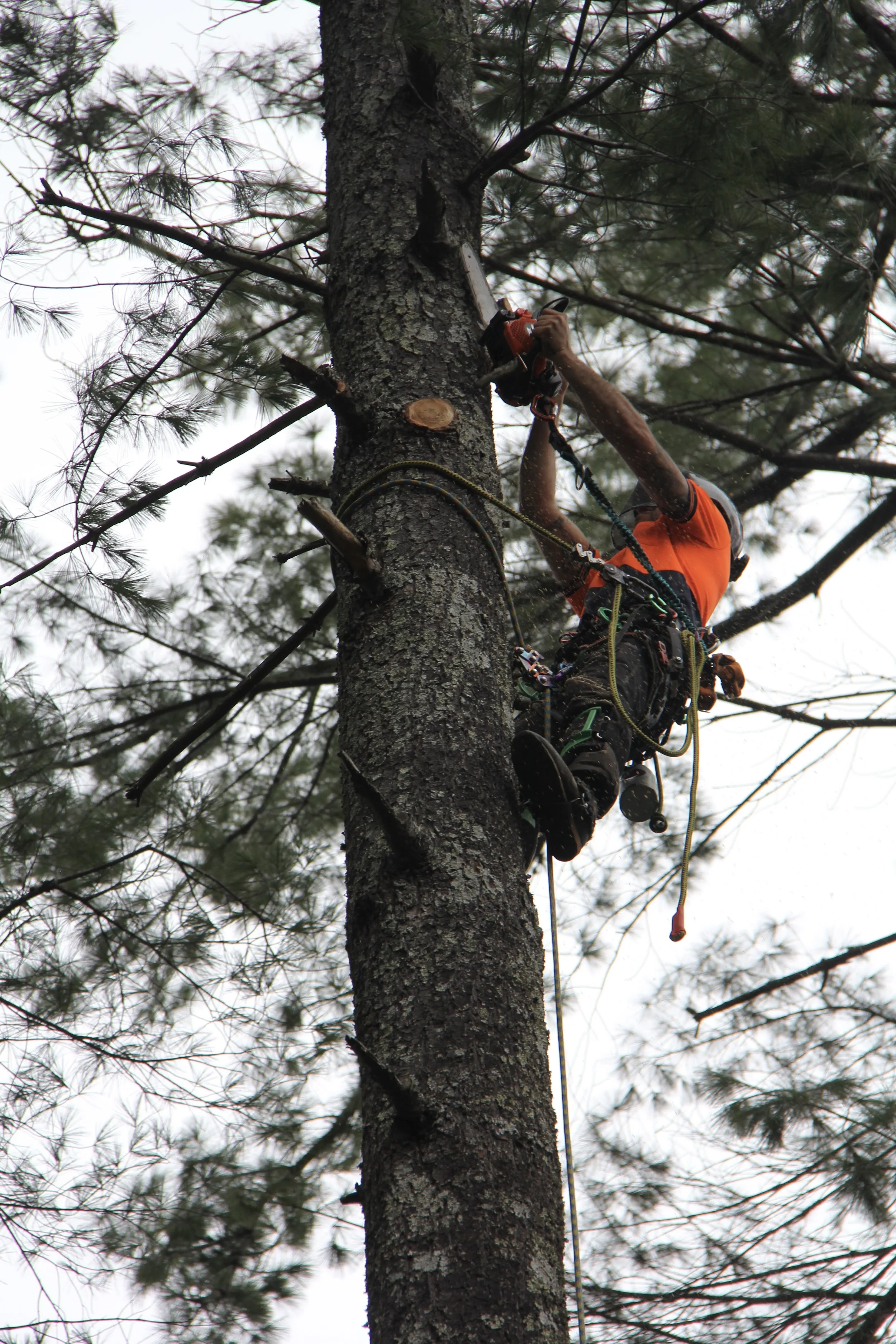 Tree Removal Services in Western North Carolina — Green River Tree Works