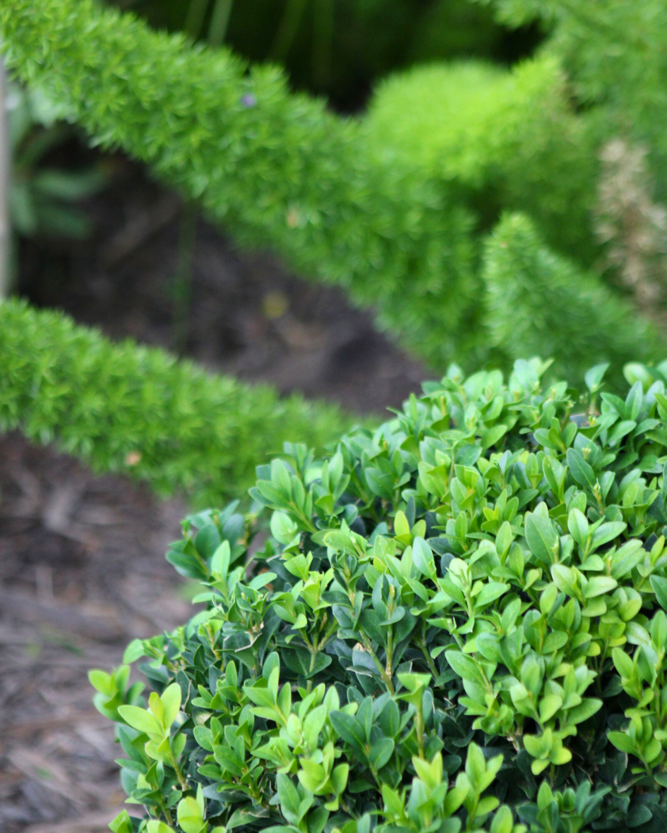 The Best Plants for Modern Melbourne Landscapes