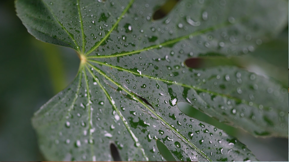 Close-up of a green maple leaf with water droplets on its surface.