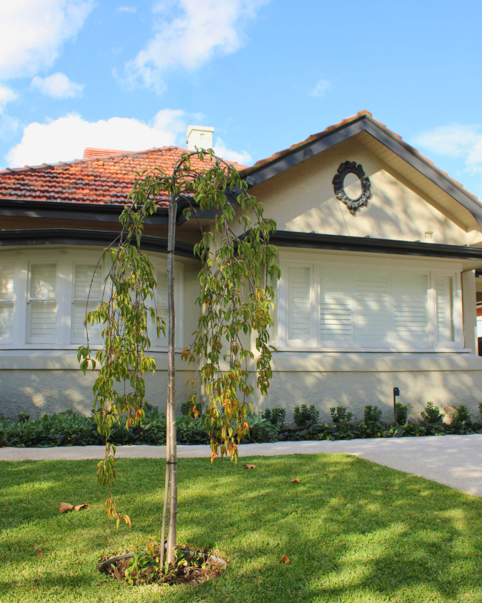 A young tree with sparse leaves in front of a house with a tiled roof, white shutters, and a decorative wreath on the gable, under blue sky with clouds.