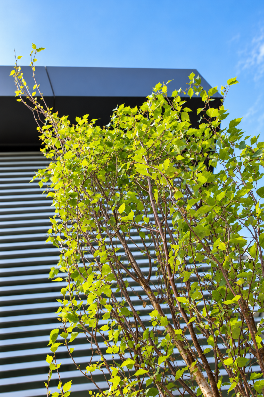 Hawthorn_Oak Street_12.png