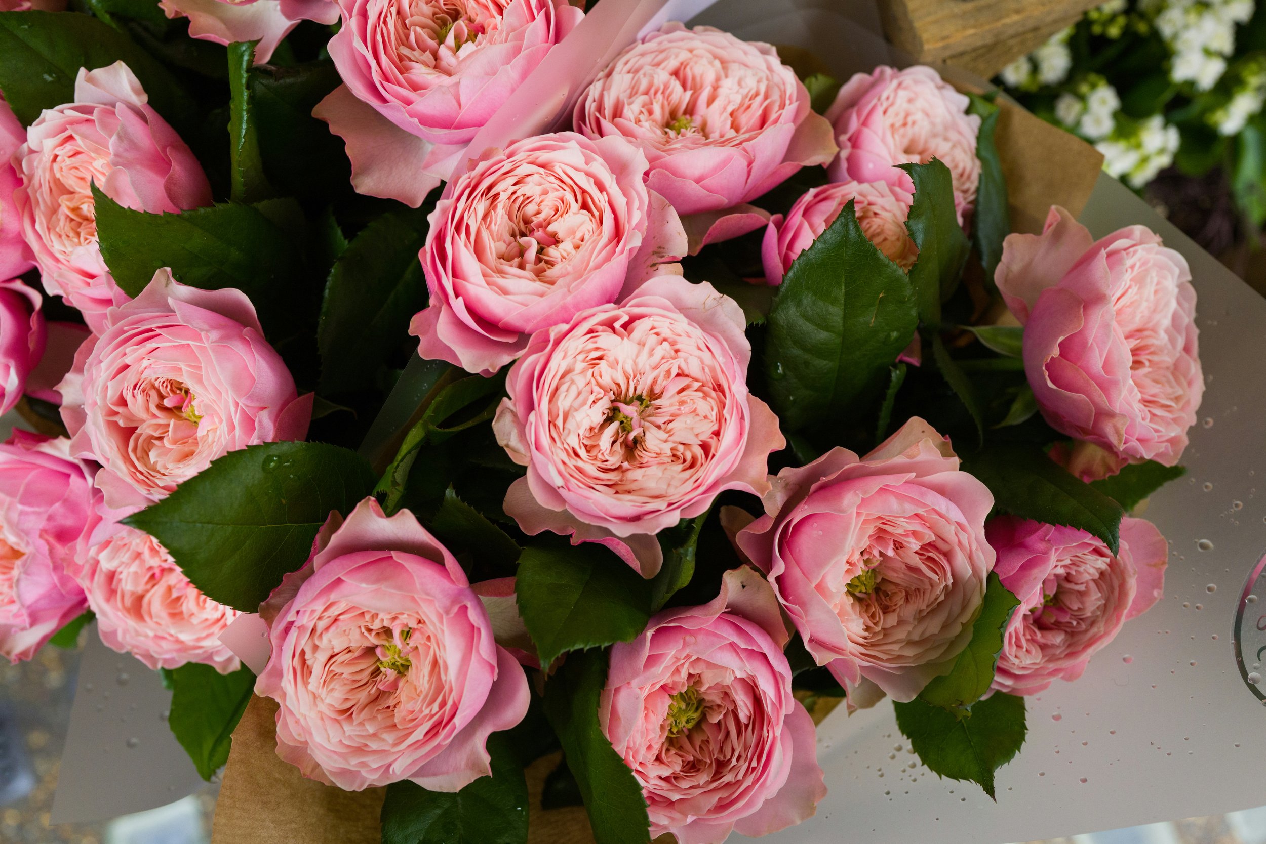 garden roses.jpg