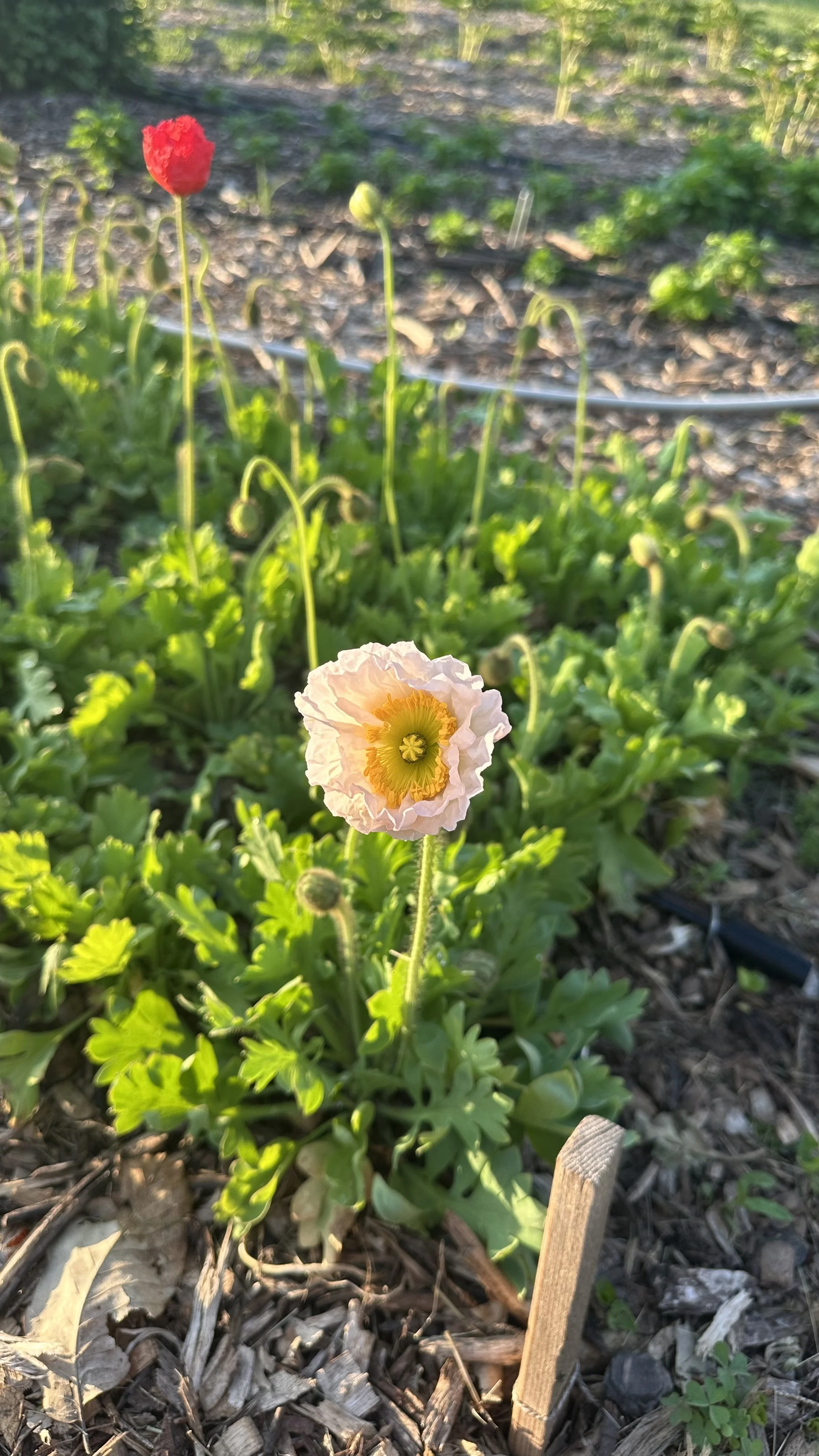 A garden bed with a single pink and yellow poppy flower in the foreground, and a red poppy flower in the background, surrounded by green leaves and mulch.