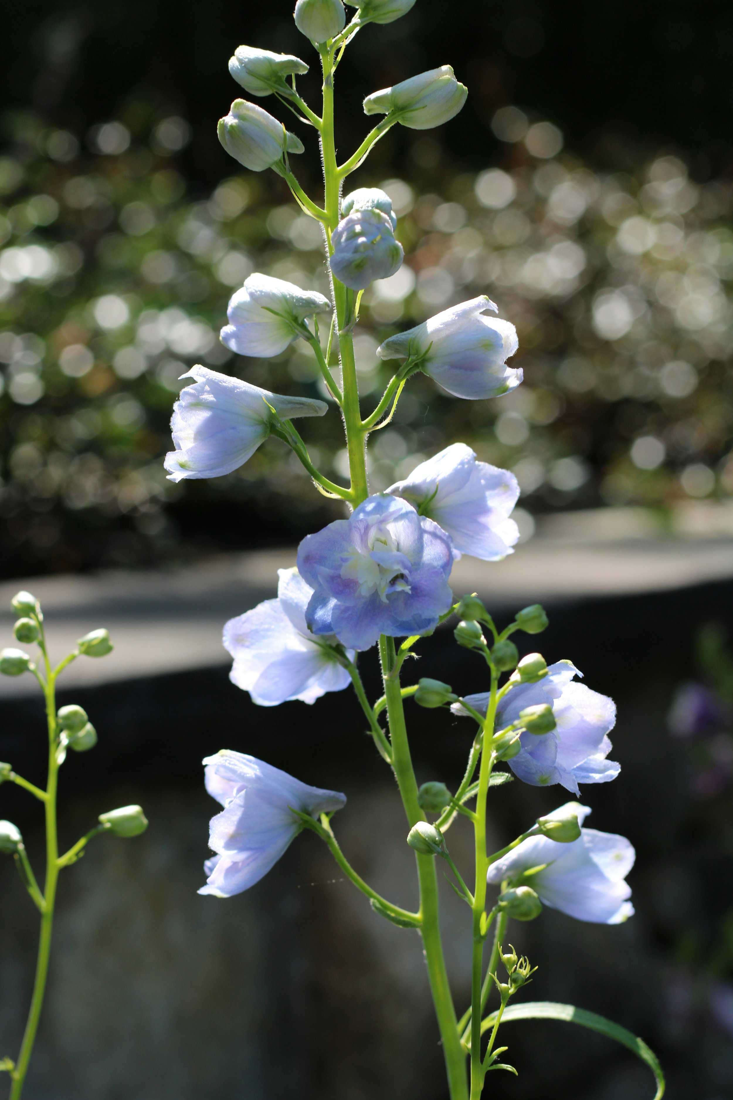 delphinium.jpg
