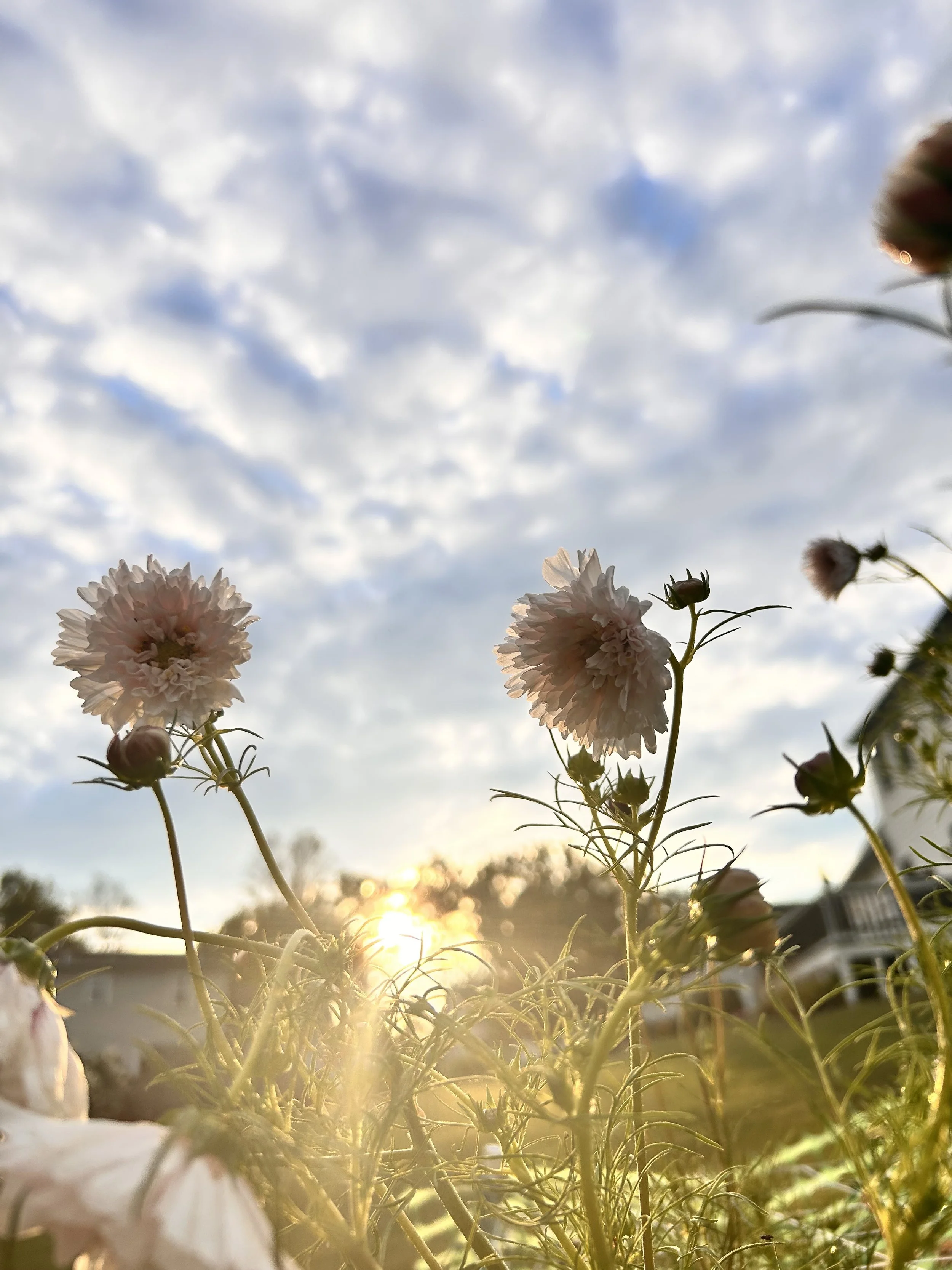 white cosmos against sky and sun