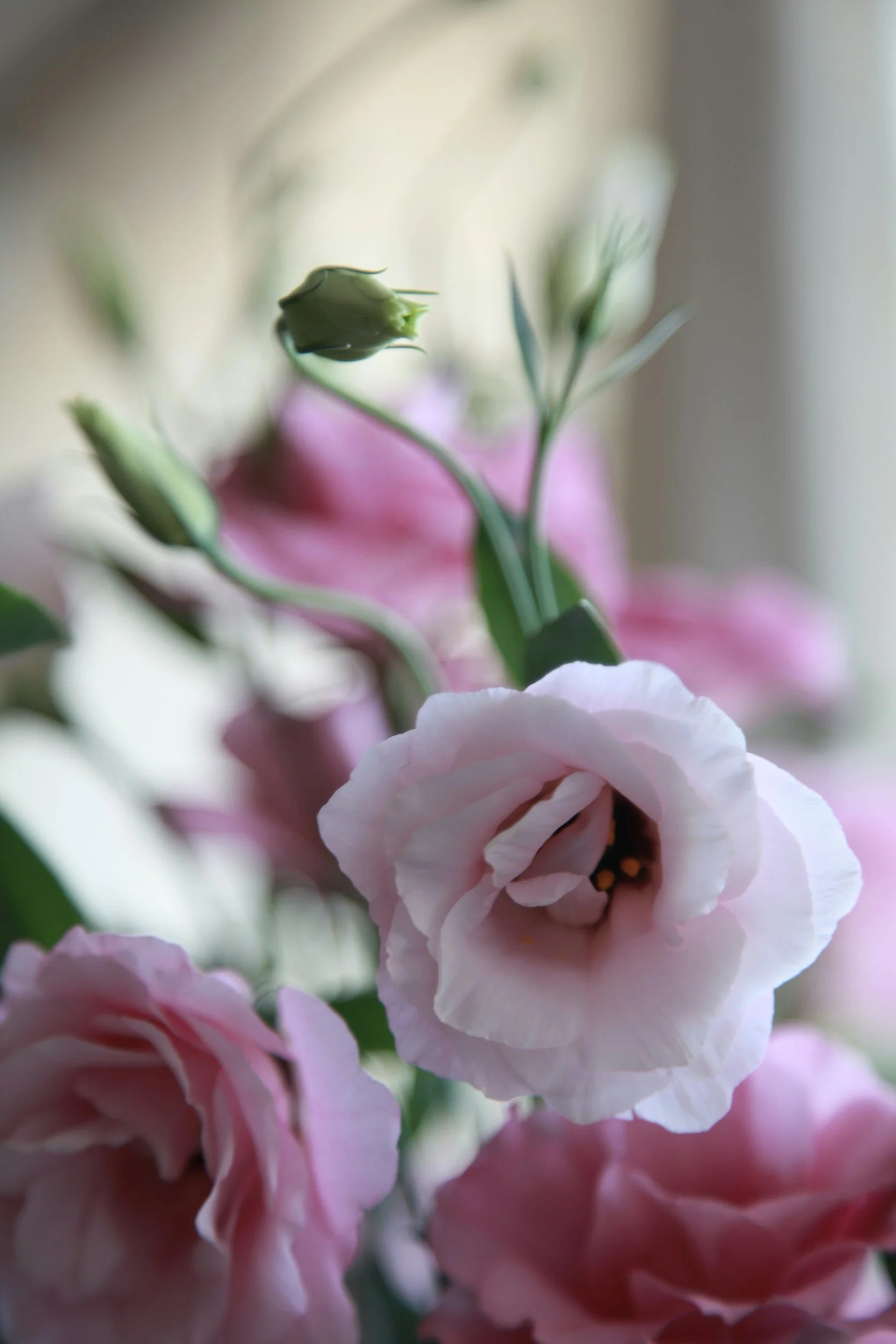 Close-up of pink and white lisianthus flowers with some buds in the background