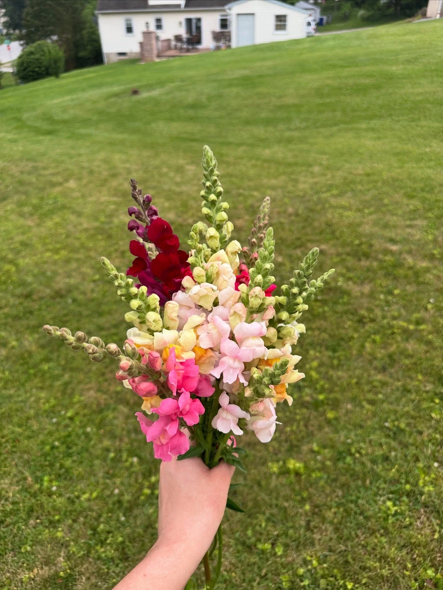 bunch of snapdragons