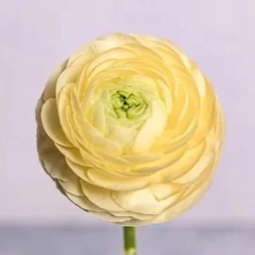 ranunculo-cream-510x510.jpg