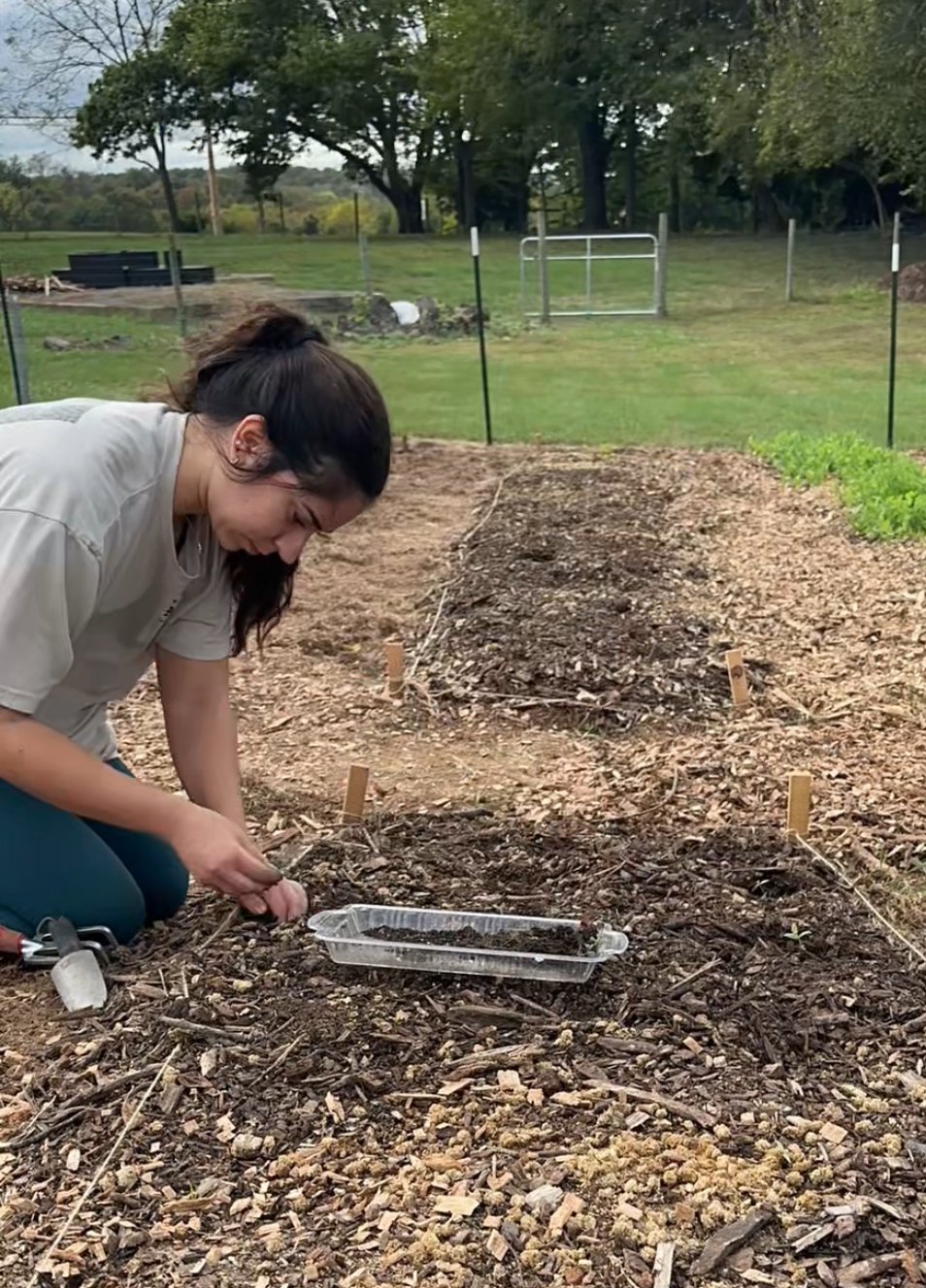 planting seedlings