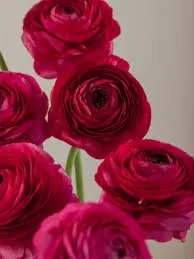 hot pink.jpg