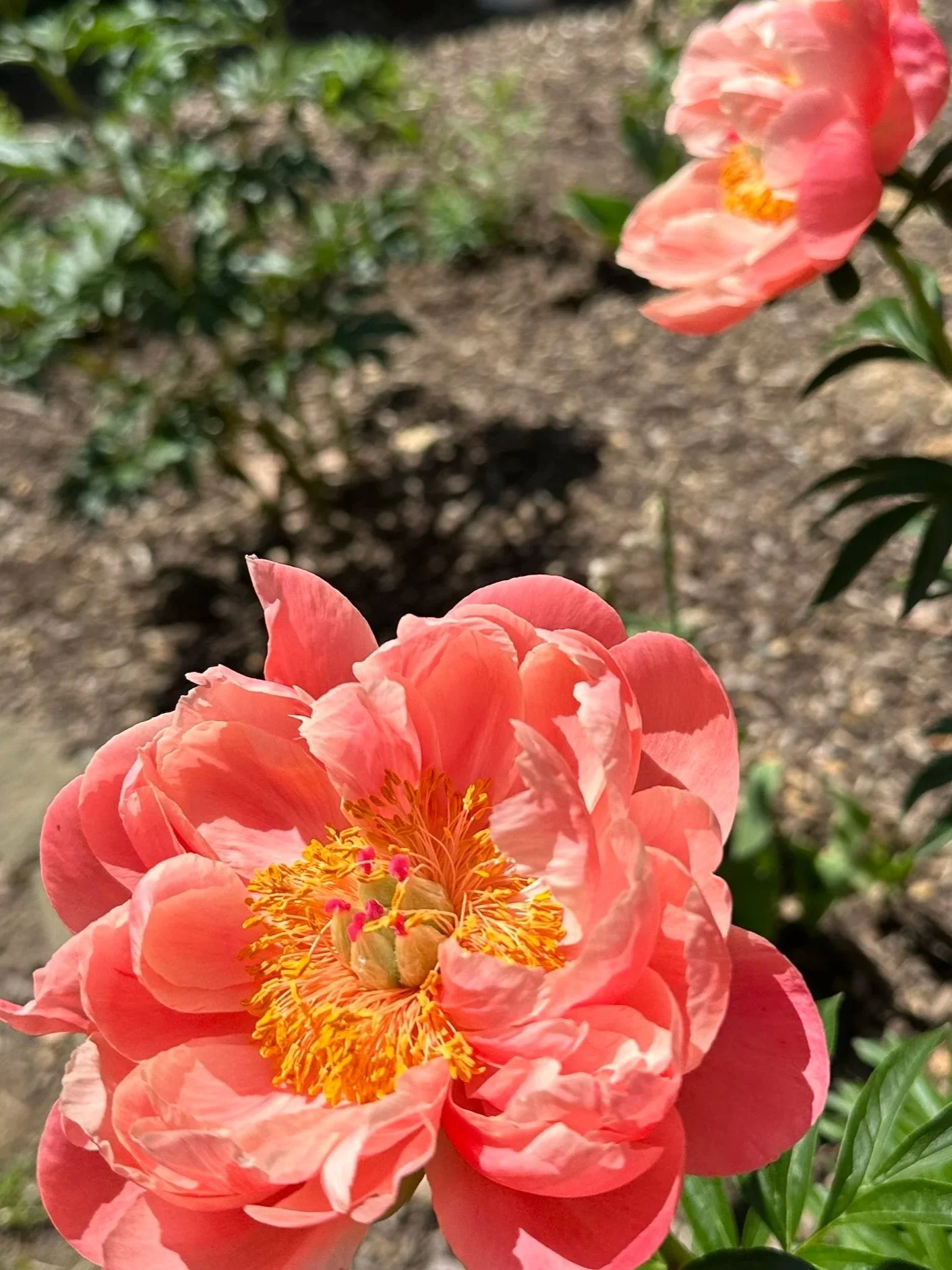 coral+charm+peony.jpg