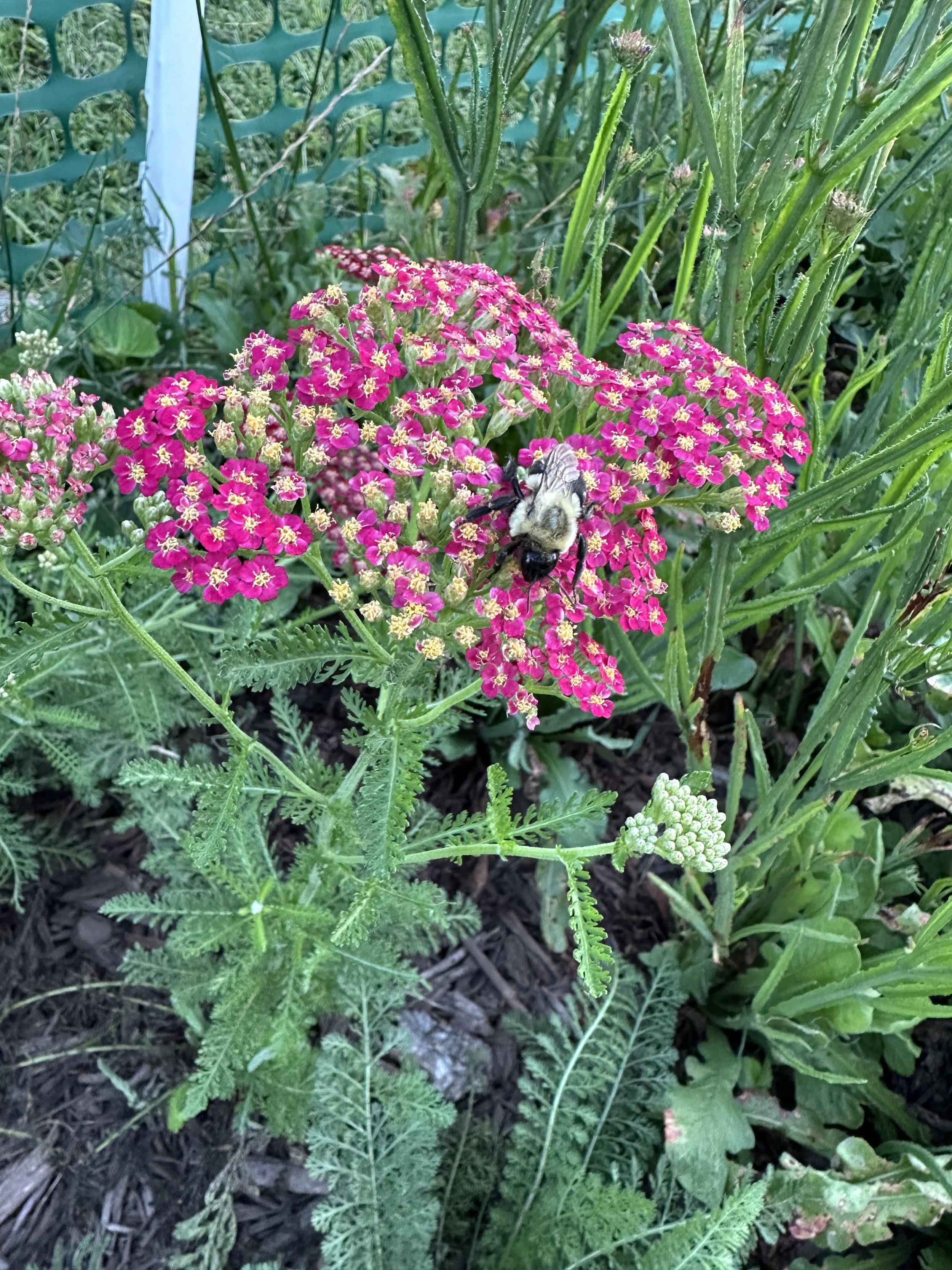 yarrow