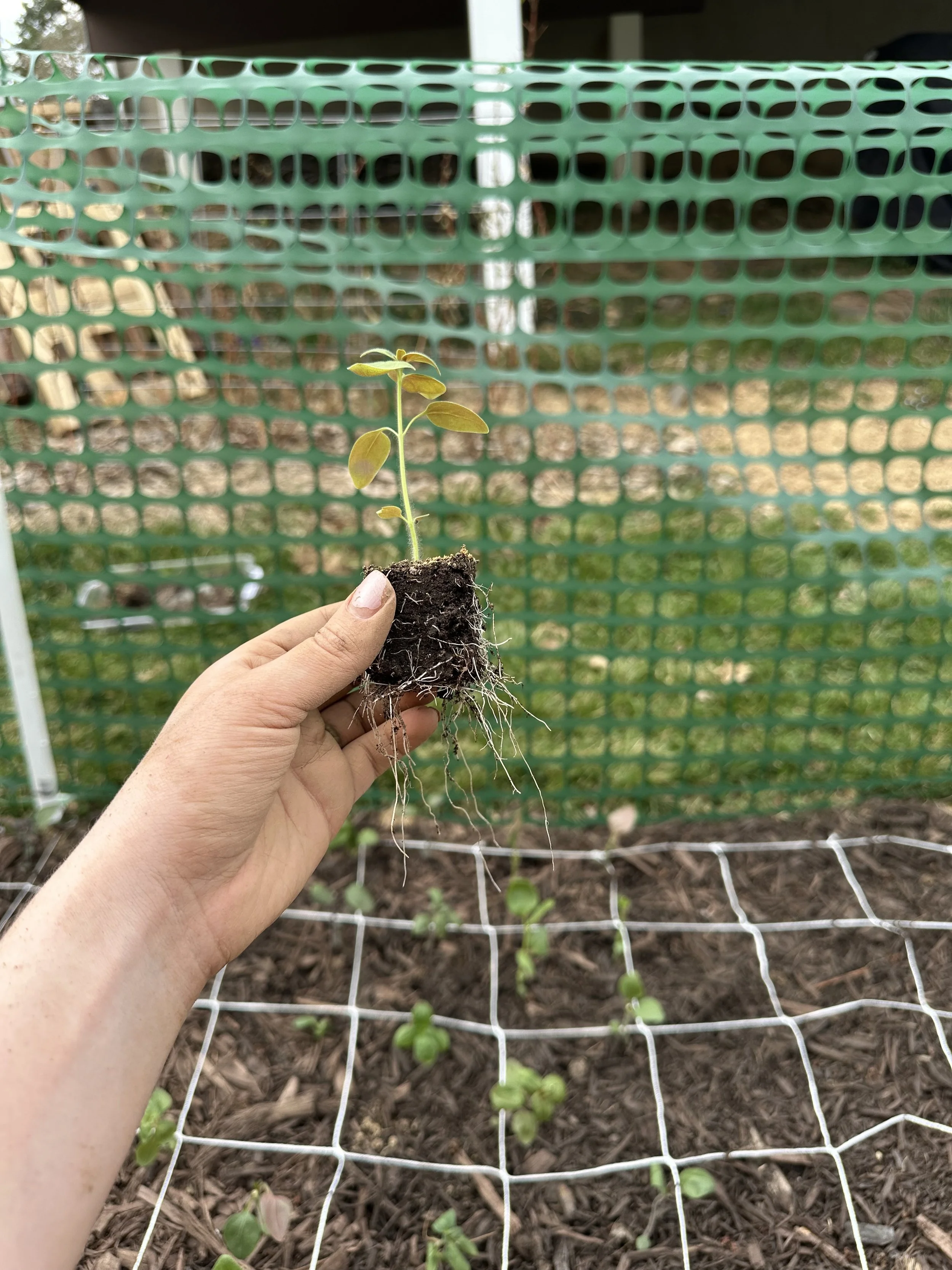 seedling in soil block