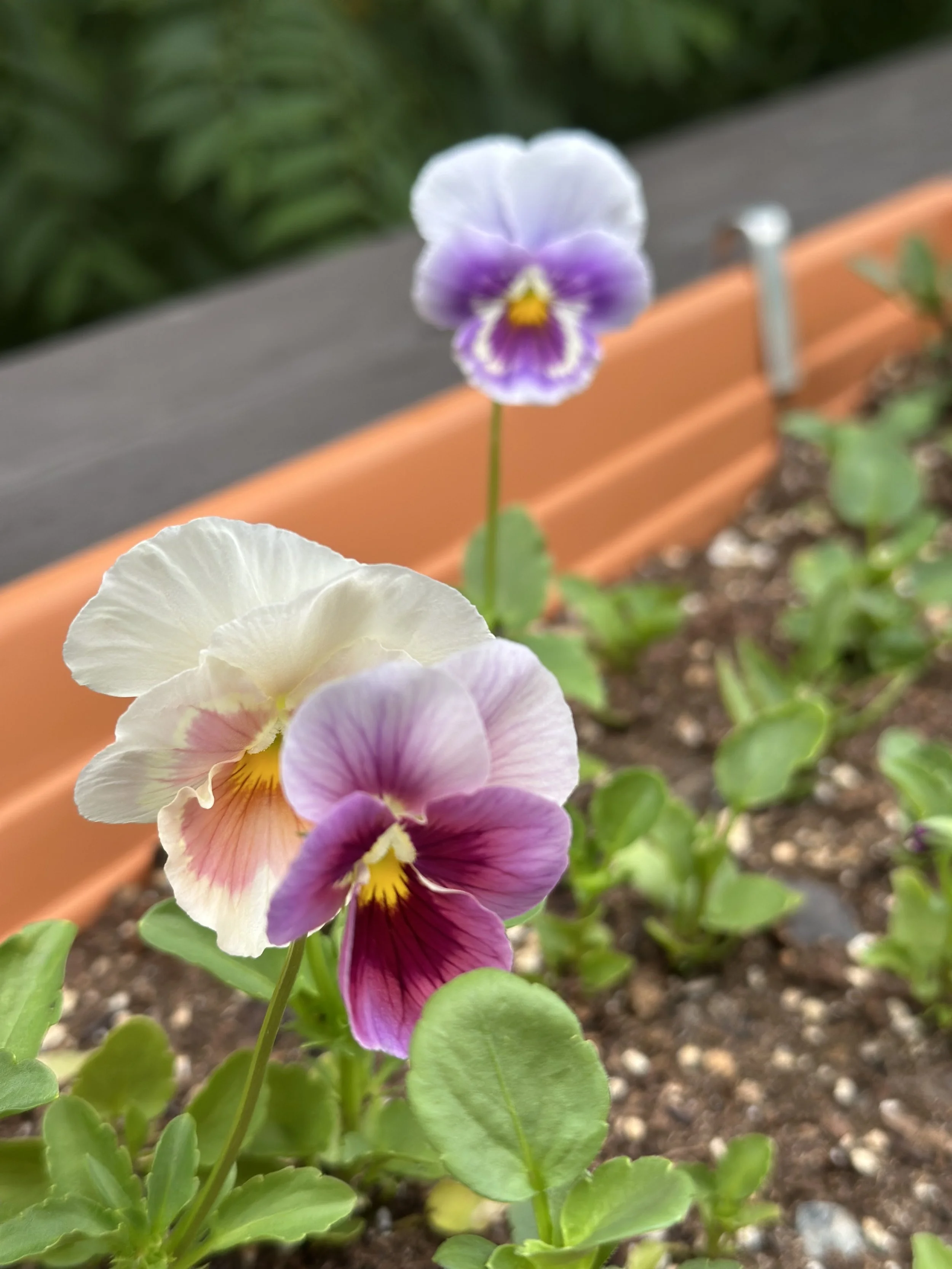 pansies