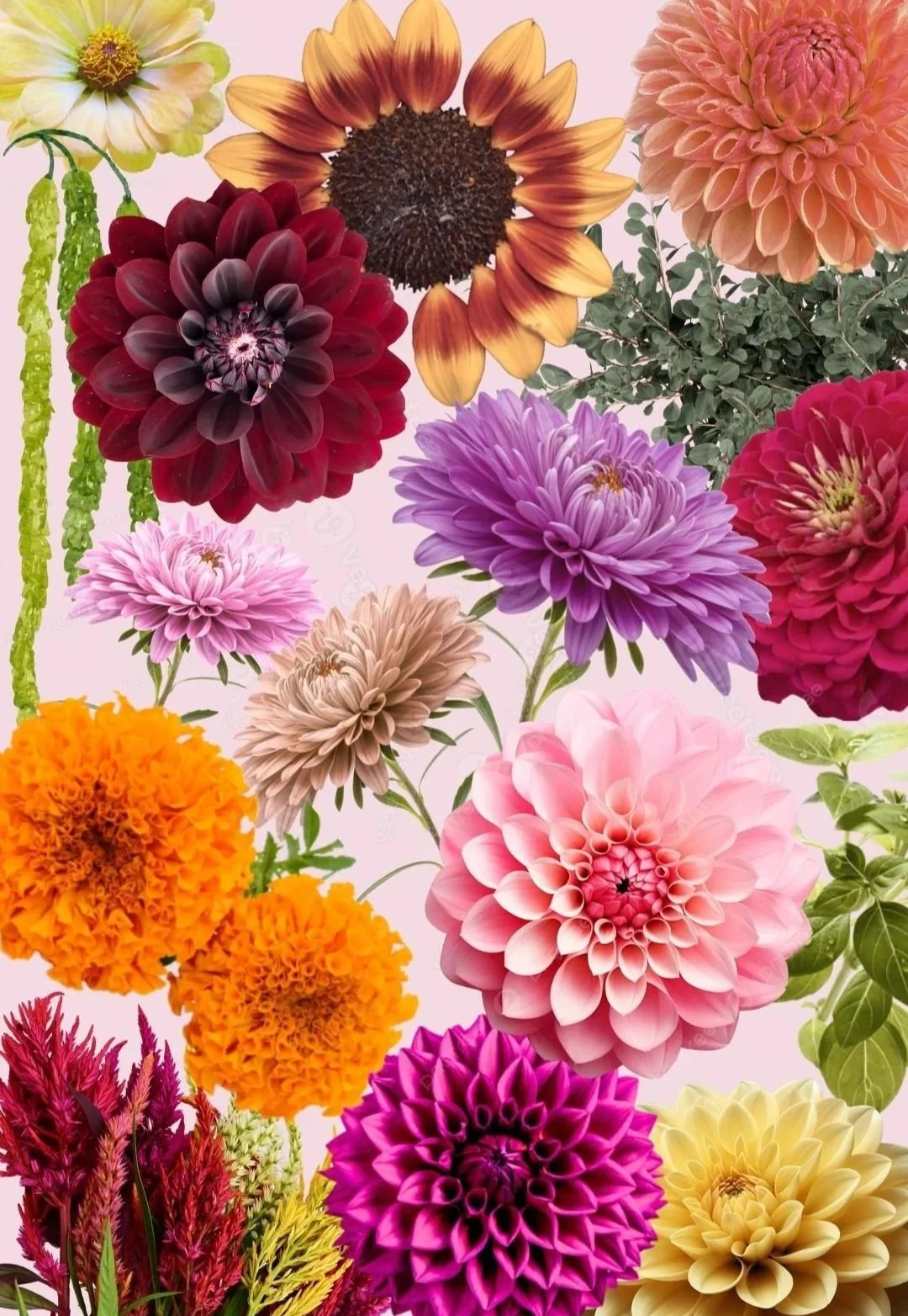 collage of fall autumn flowers sunflowers dahlias zinnias marigold celosia china aster