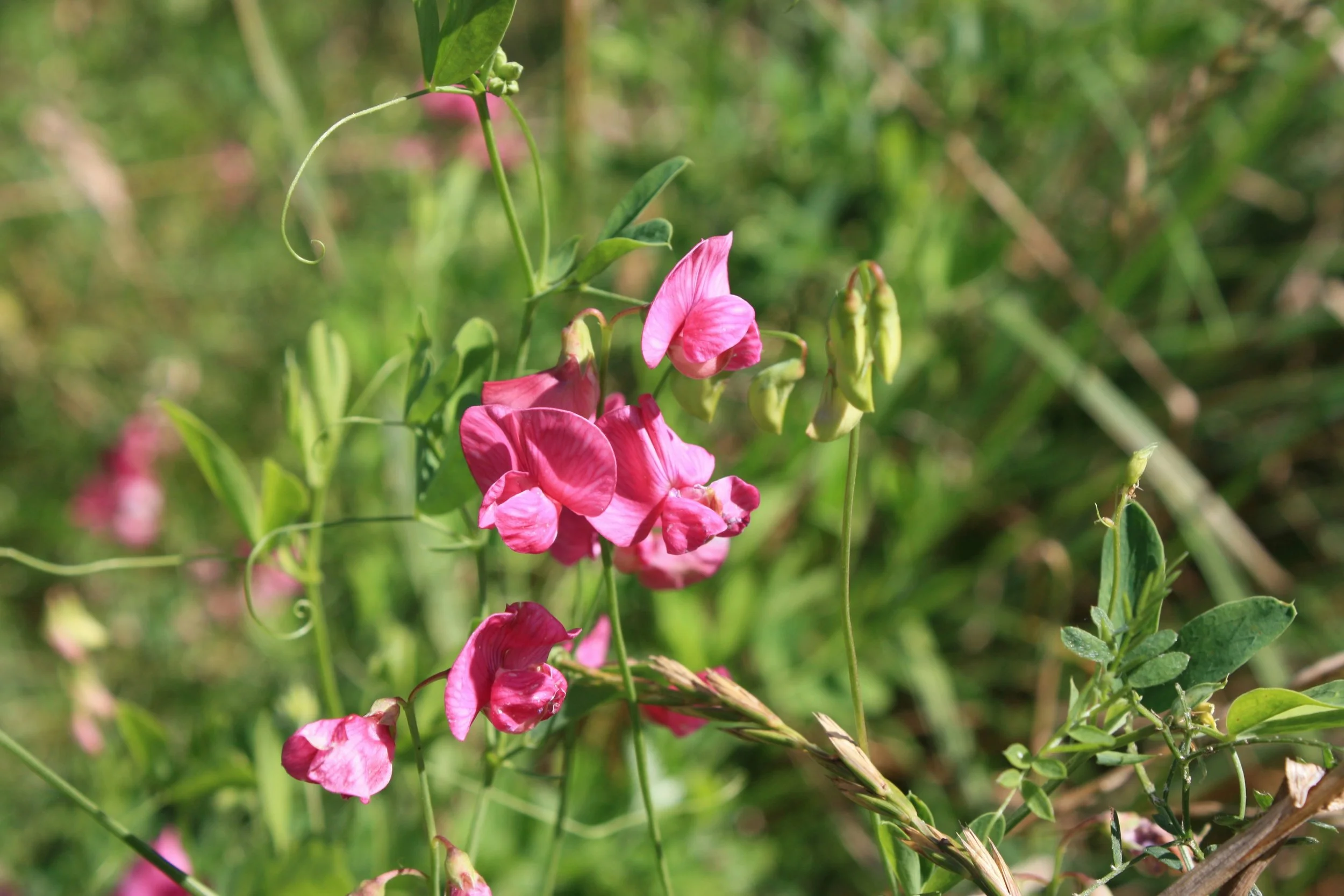 sweet peas.jpg