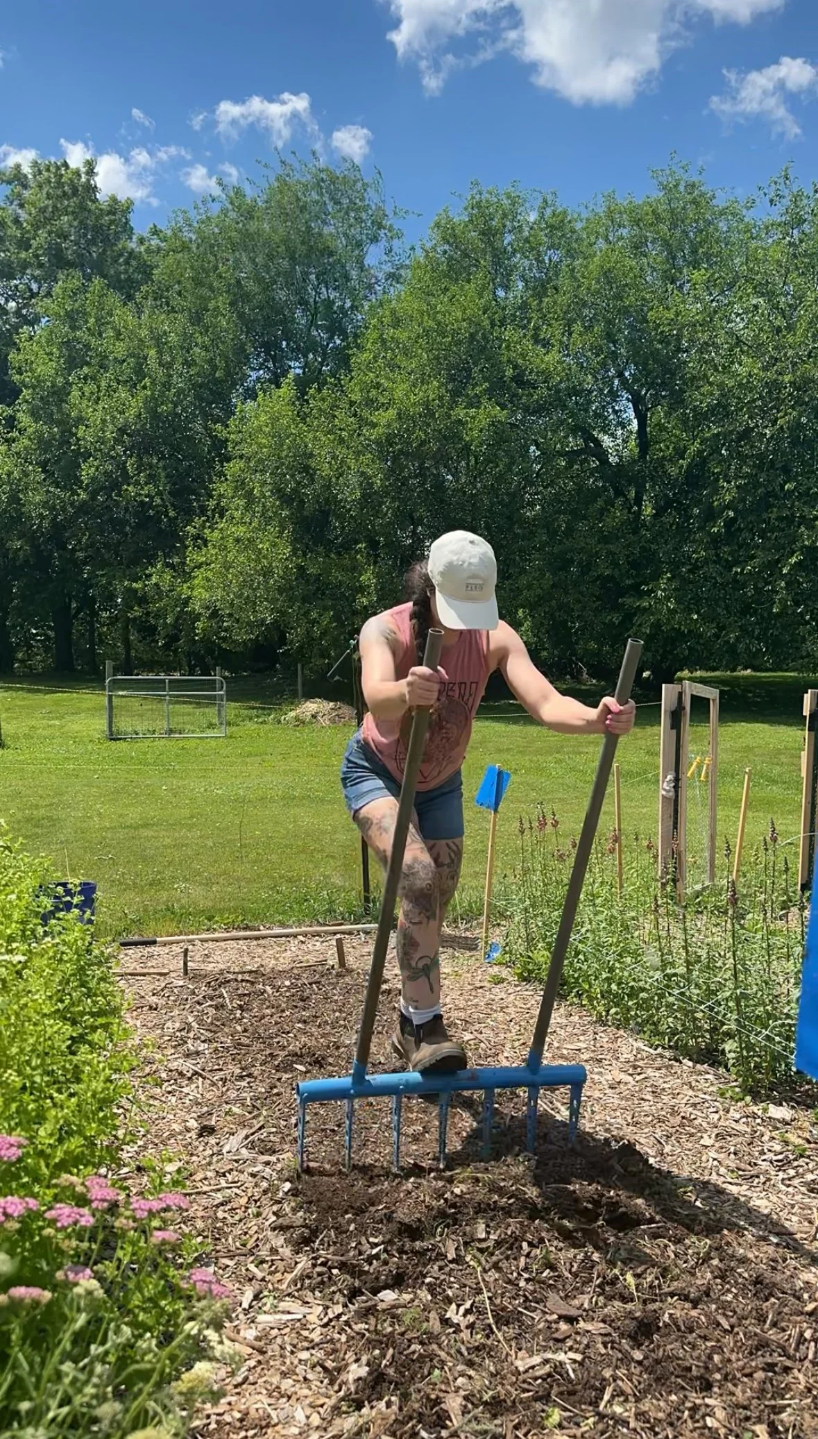 A woman in shorts, a pink tank top, and a white cap is gardening outdoors on a sunny day, standing on a blue garden rake broadfork, with plants and trees in the background.