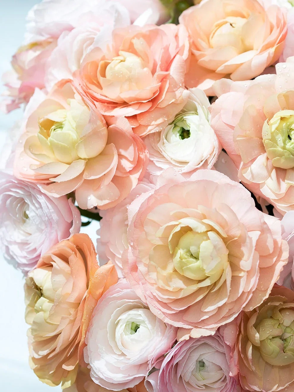 dolce.webp