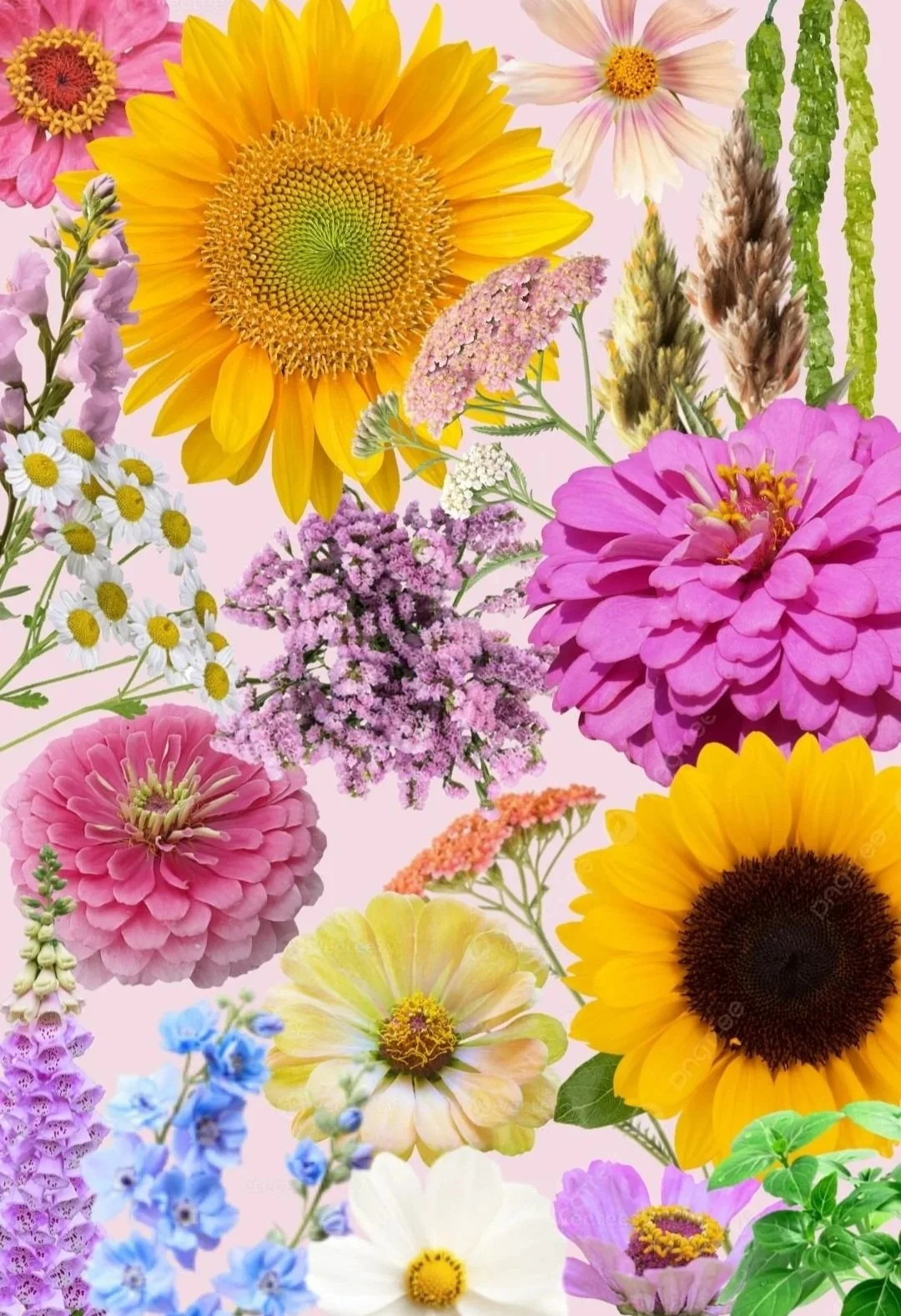 collage of summer flowers sunflowers zinnia foxglove yarrow amaranth foxglove delphinium yarrow feverfew daisies