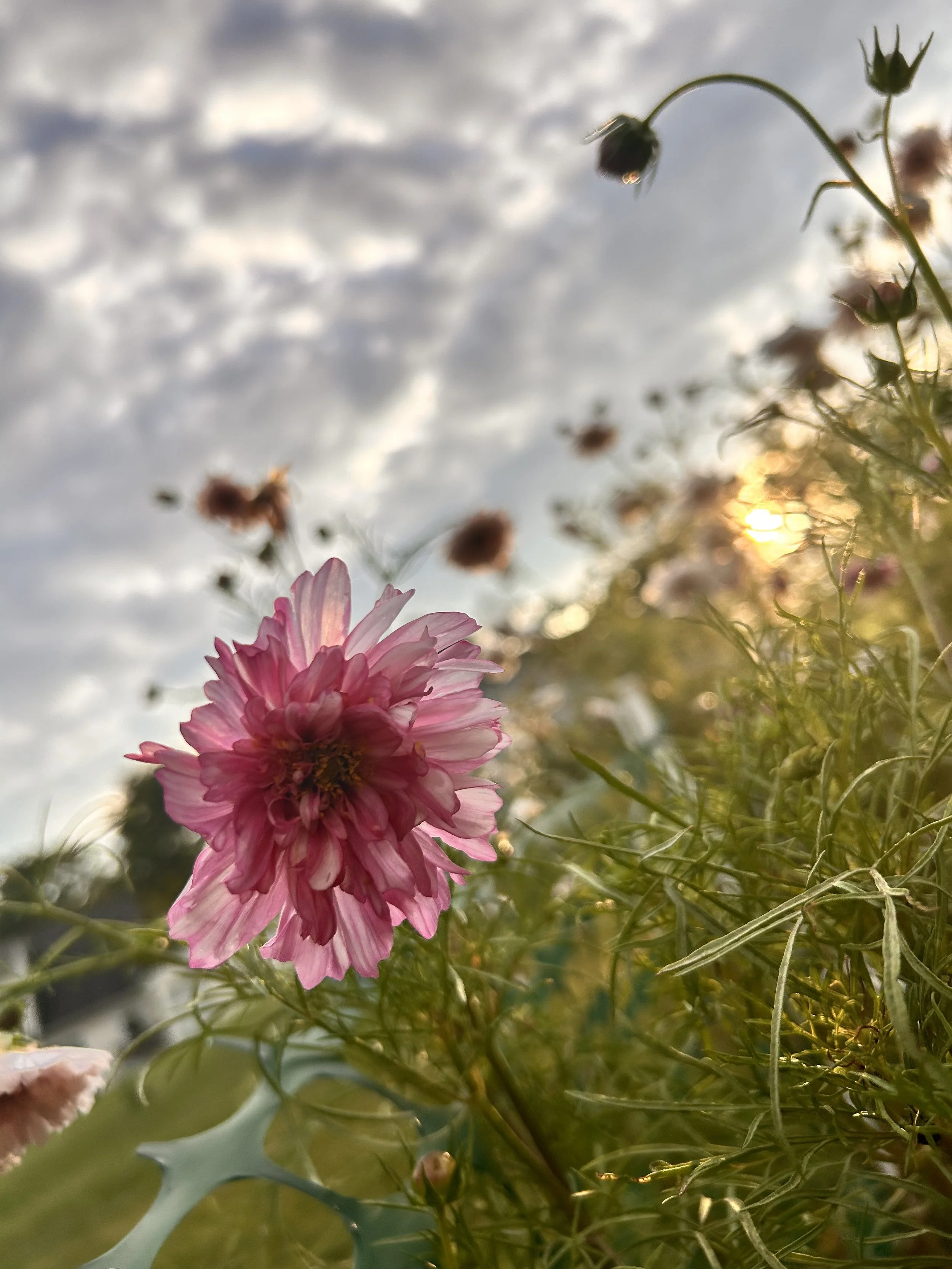 cosmos flowers against the sky