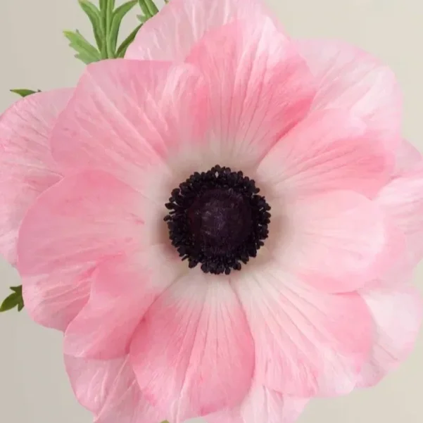 Anemone_Mistral_Rosa_Chiaro_Aerial_View_1000x.webp