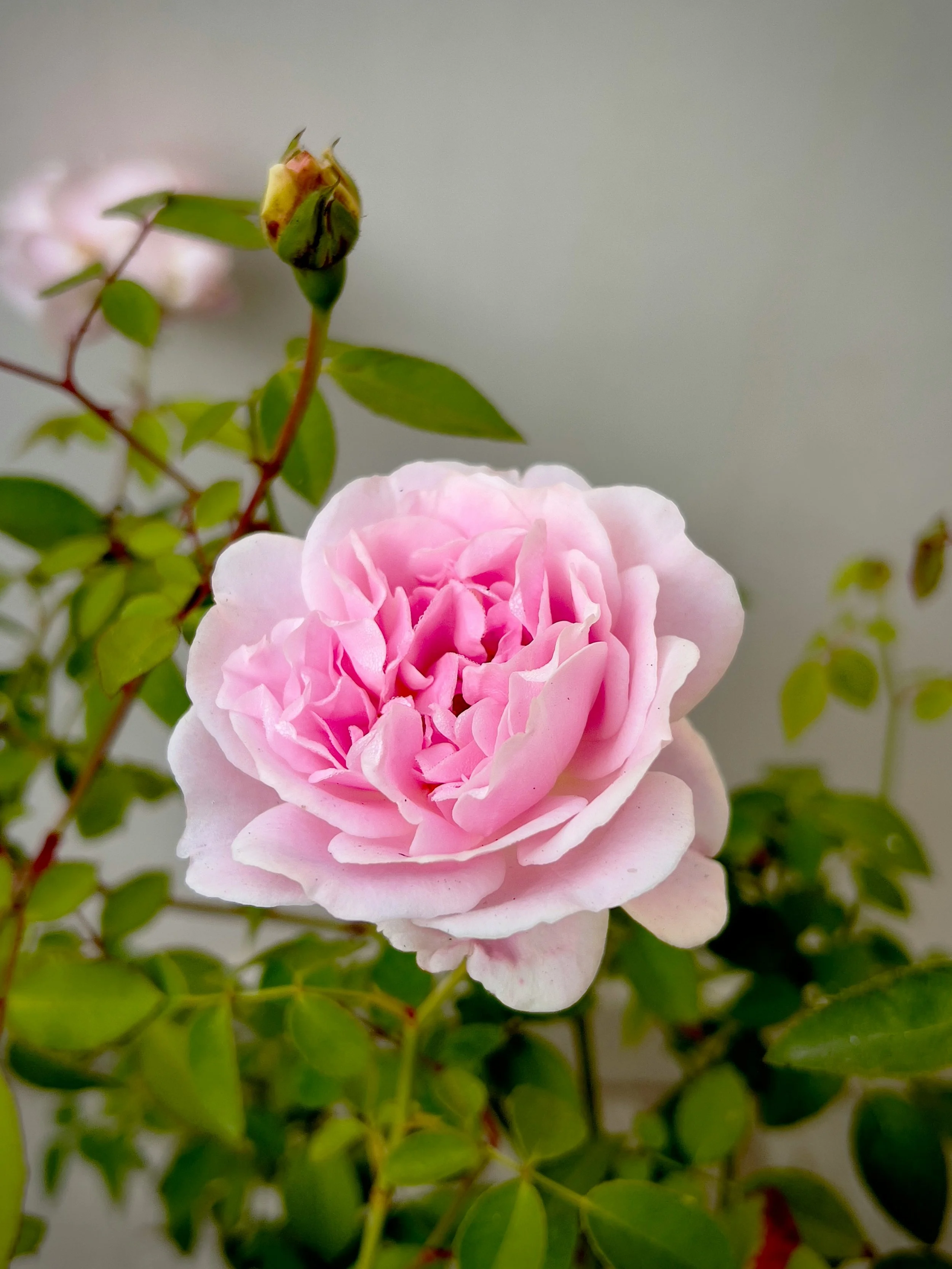 light pink garden roses.jpg