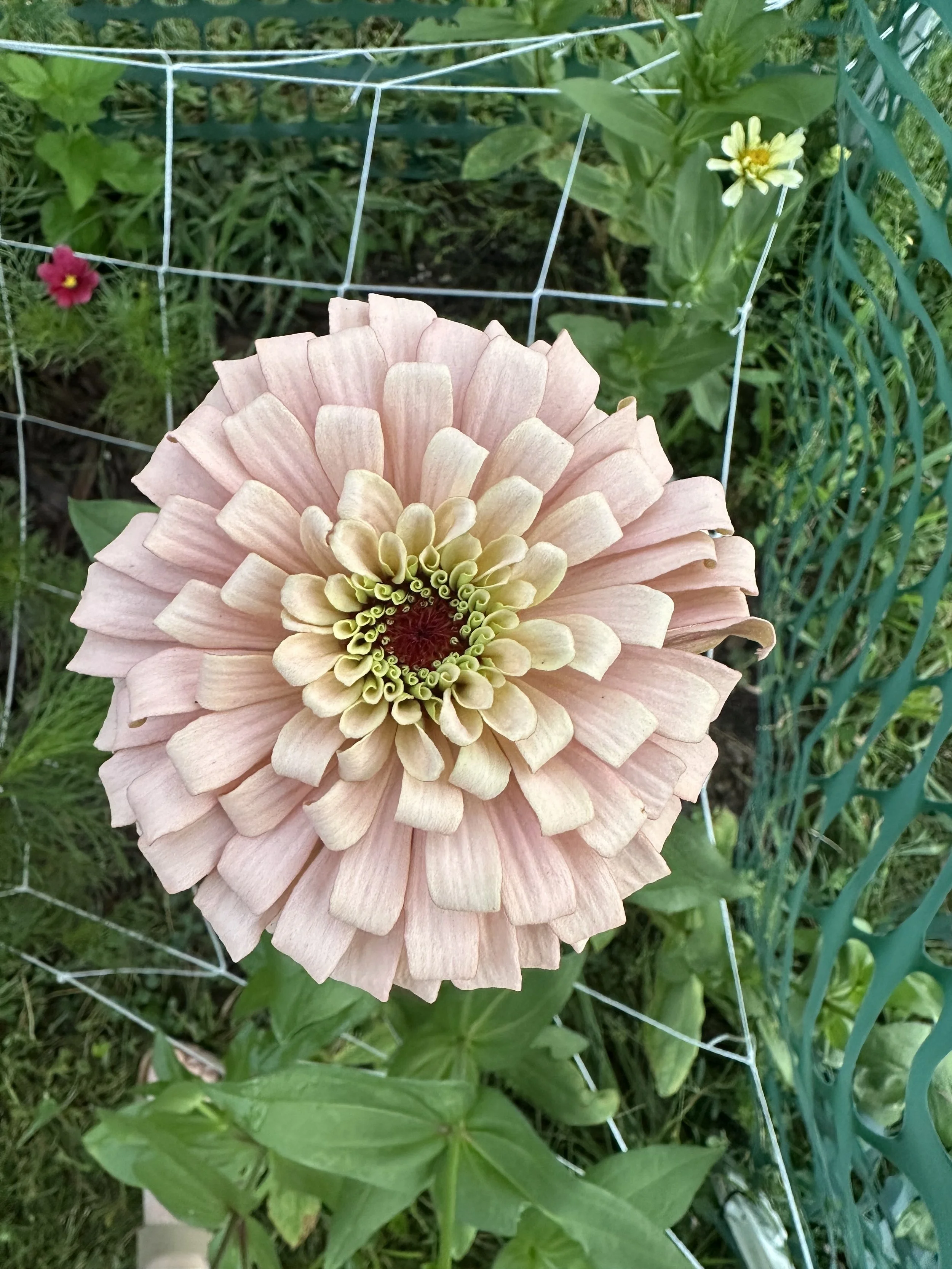 Close-up of a large, peach-colored dahlia flower with intricate petal arrangement in a garden near a wire fence.